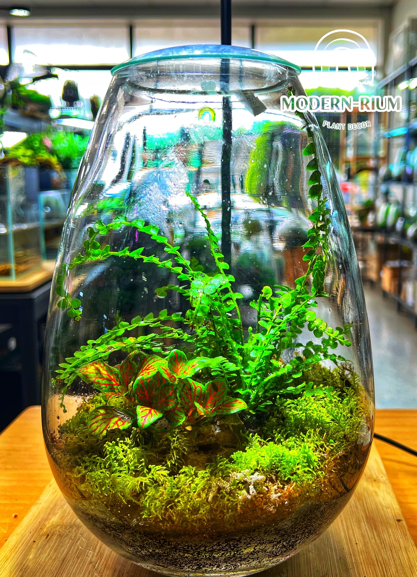 Emerald Haven - EcoCourier Series - ready made terrarium Australia wide