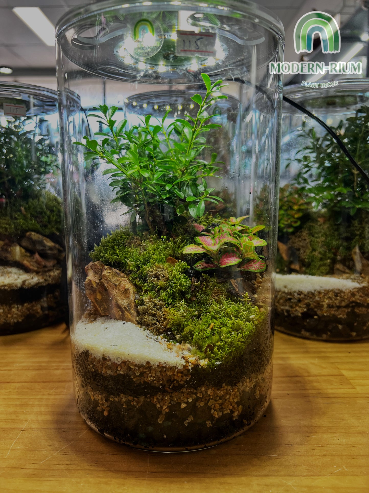 Mountain Scape Cylinder with Grow Light - EcoCourier Series - ready made terrarium Australia wide