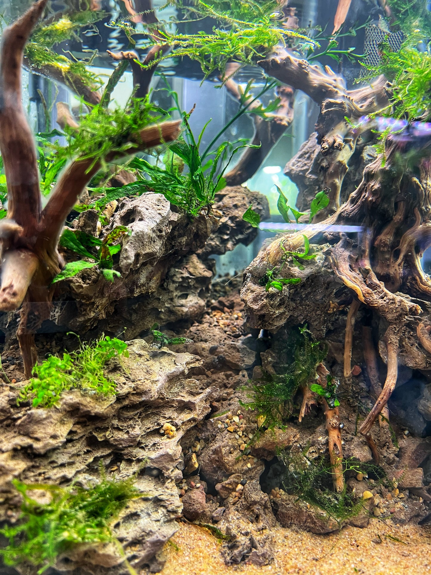 Elder Stone - Aquarium Module - Forest Style