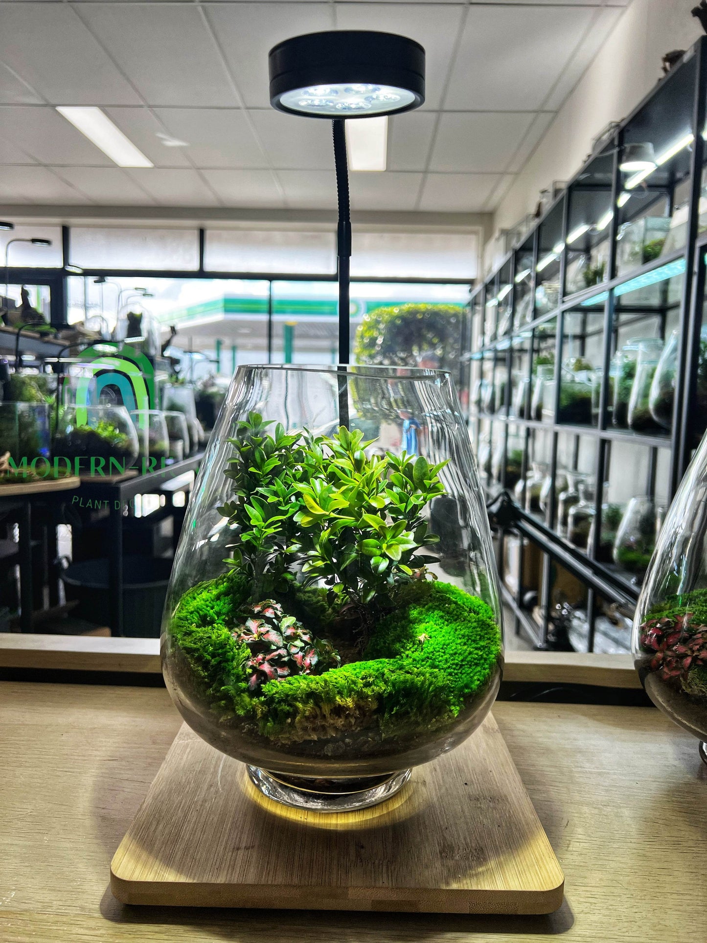 Verdancia - EcoCourier Series - ready made terrarium Australia wide