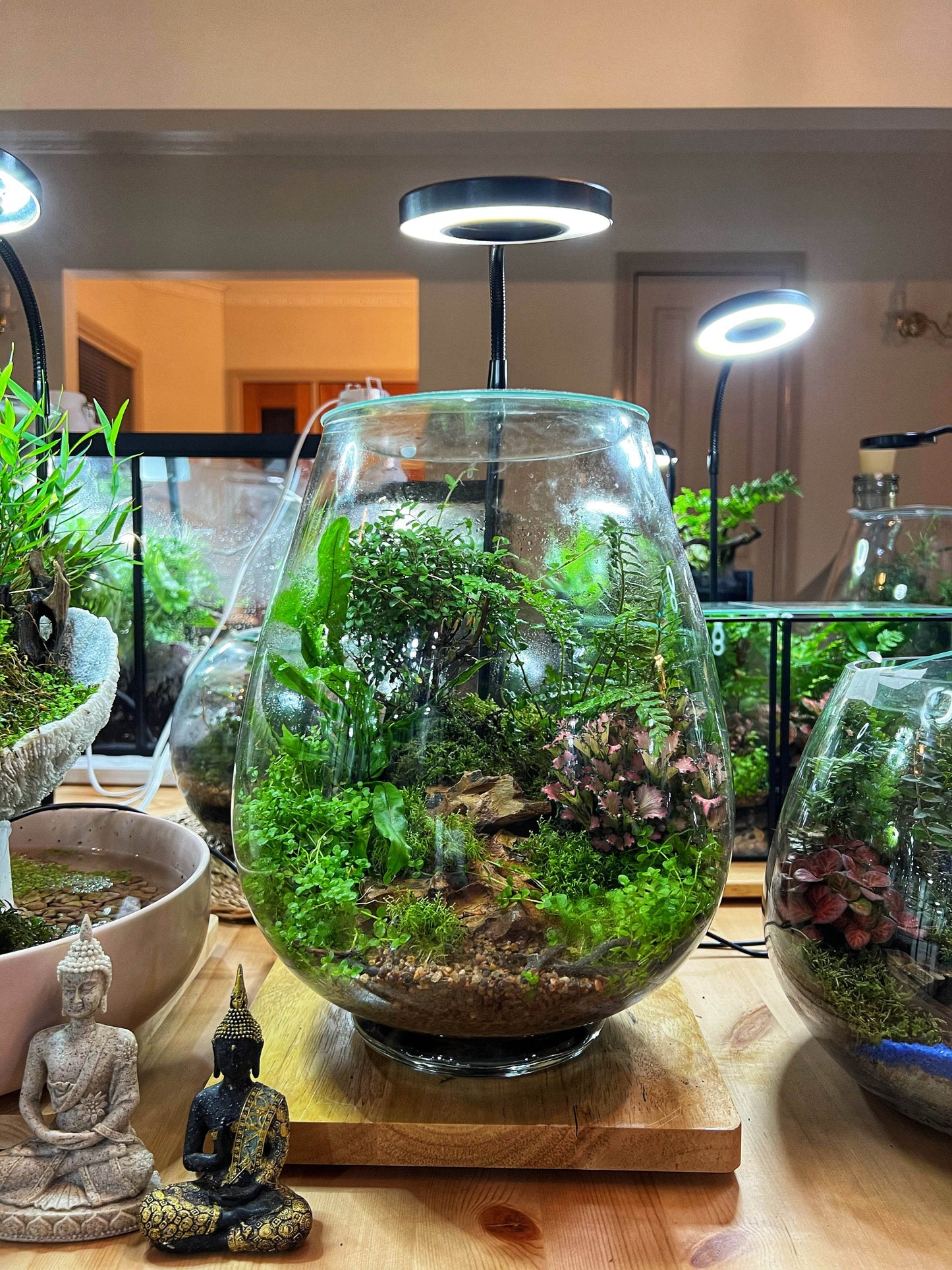 DIY Terrarium Kit 28x19cm Large Teardrop Terrarium Jar with Lid