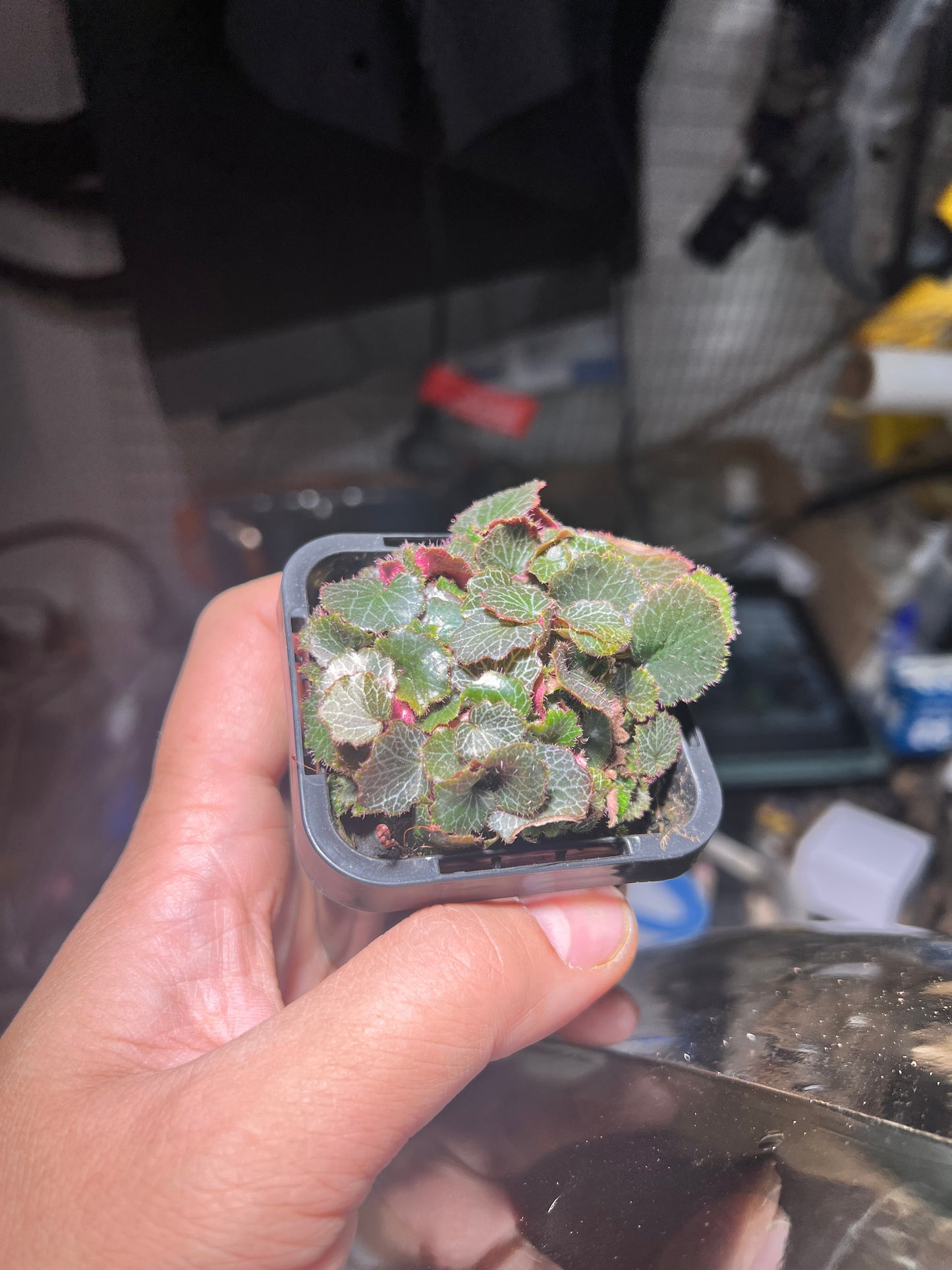 Micro Strawberry Begonia Saxifraga stolonifera “Yakushima”