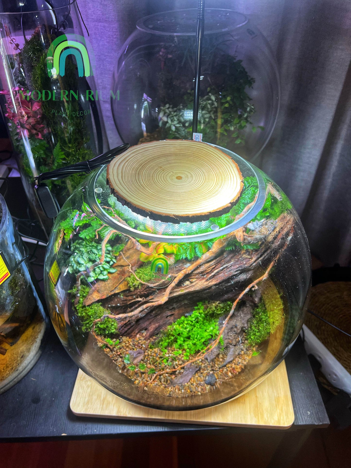 Round 10W 6500K USB LED terrarium grow light on glass lid over plant-filled terrarium bowl