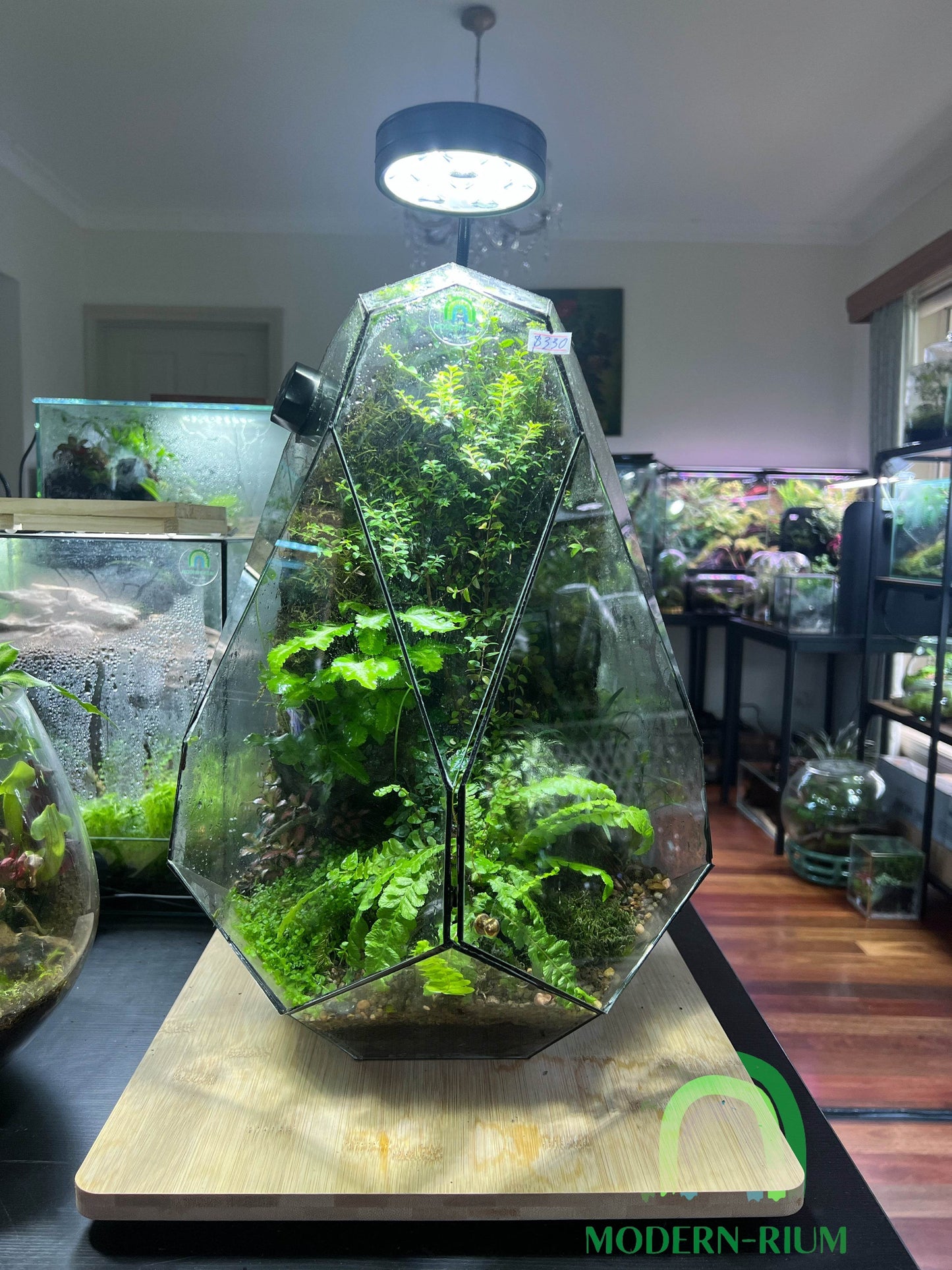 DIY Terrarium Kit 44x34cm Geometric Terrarium “Dinosaurs Egg”