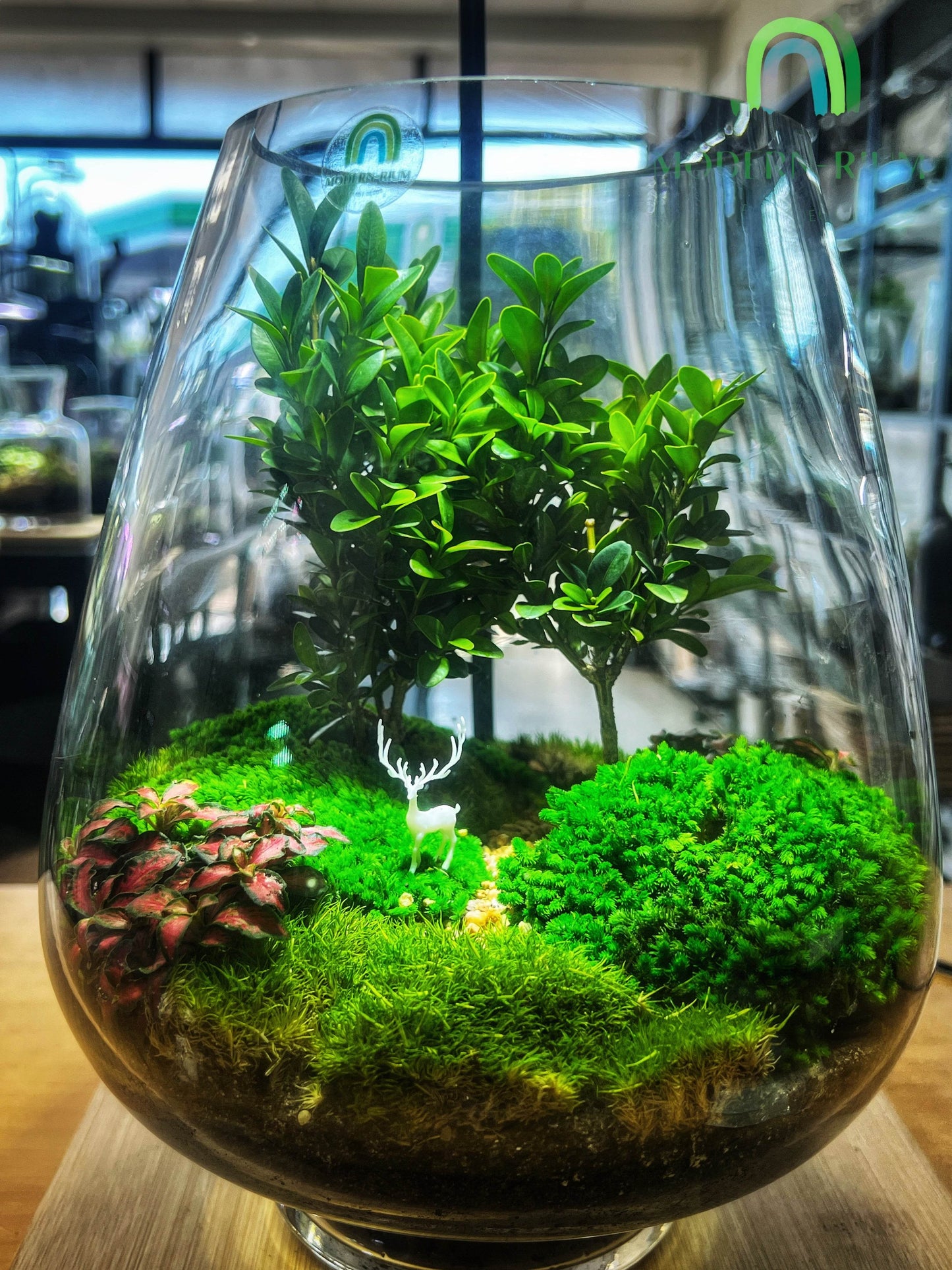 “Expecto Patronum” - EcoCourier Series - ready made terrarium Australia wide