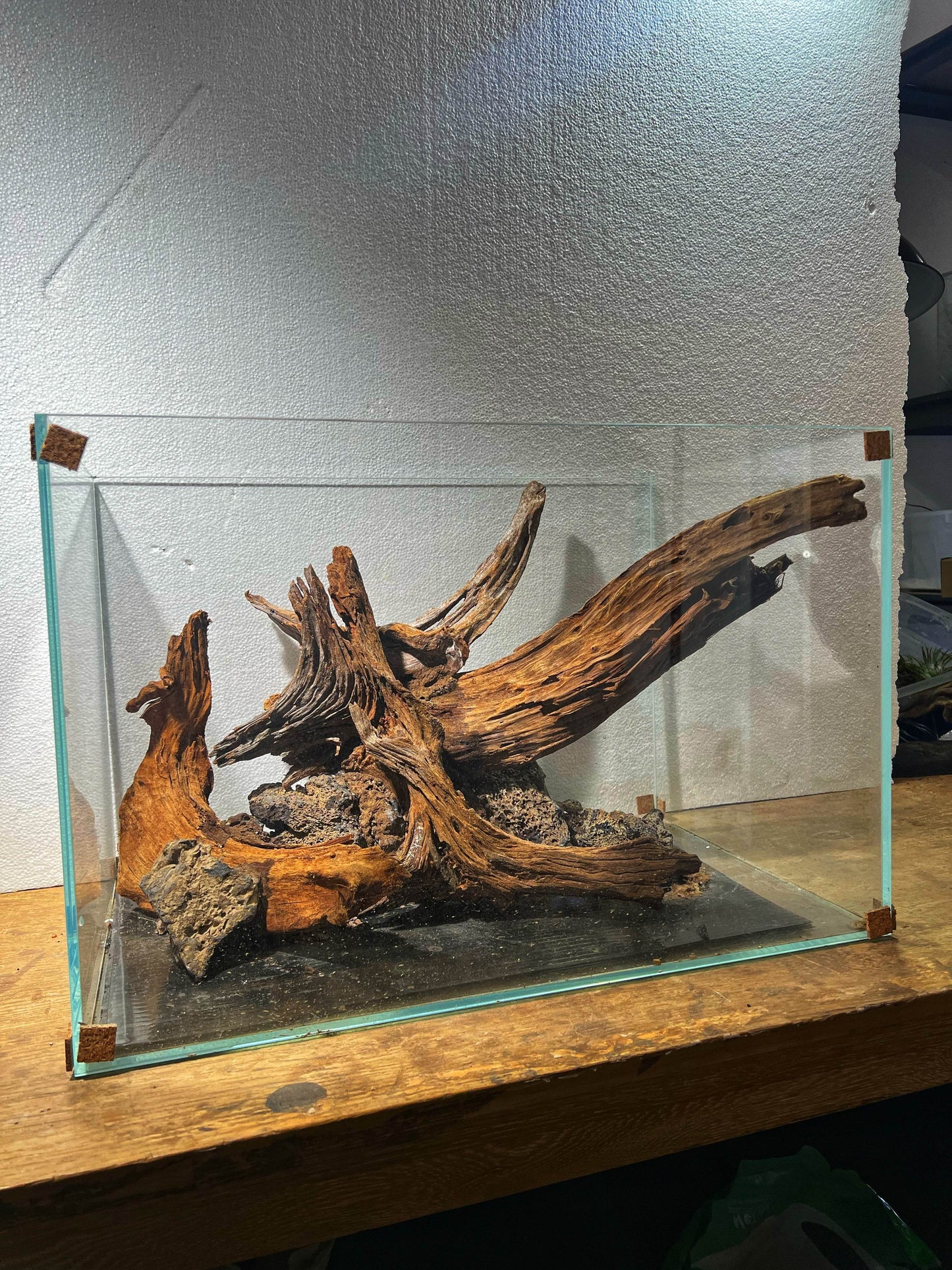 Malaysian drift wood size M 25-30cm