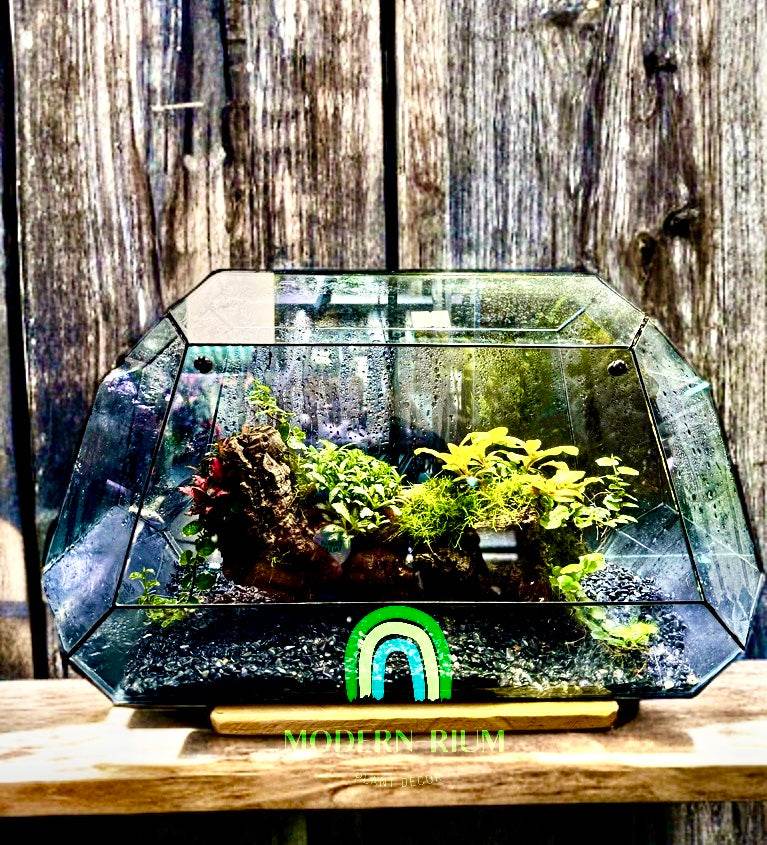 Sylva Arc – Geometric Woodland Terrarium