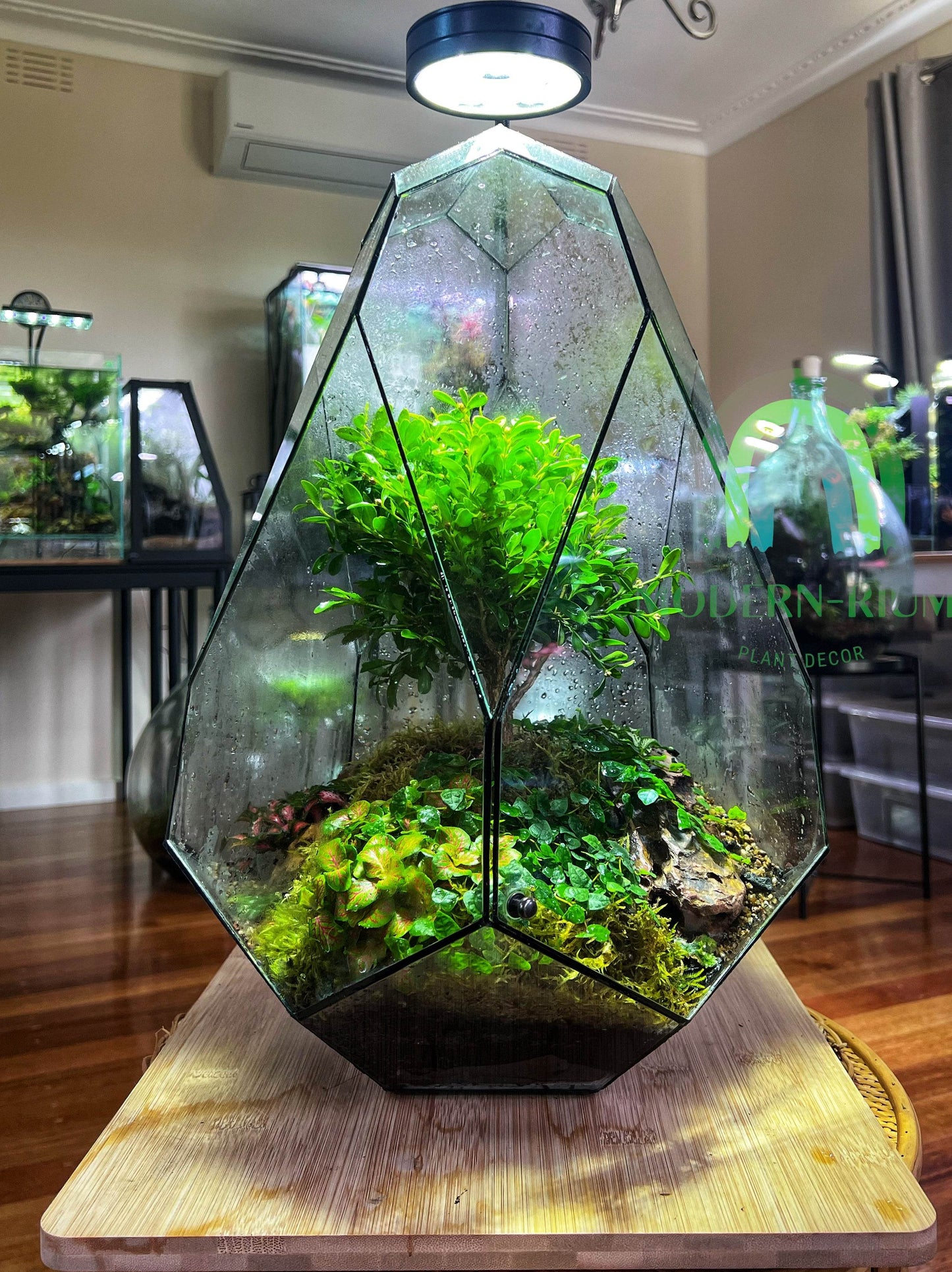 DIY Terrarium Kit 44x34cm Geometric Terrarium “Dinosaurs Egg”
