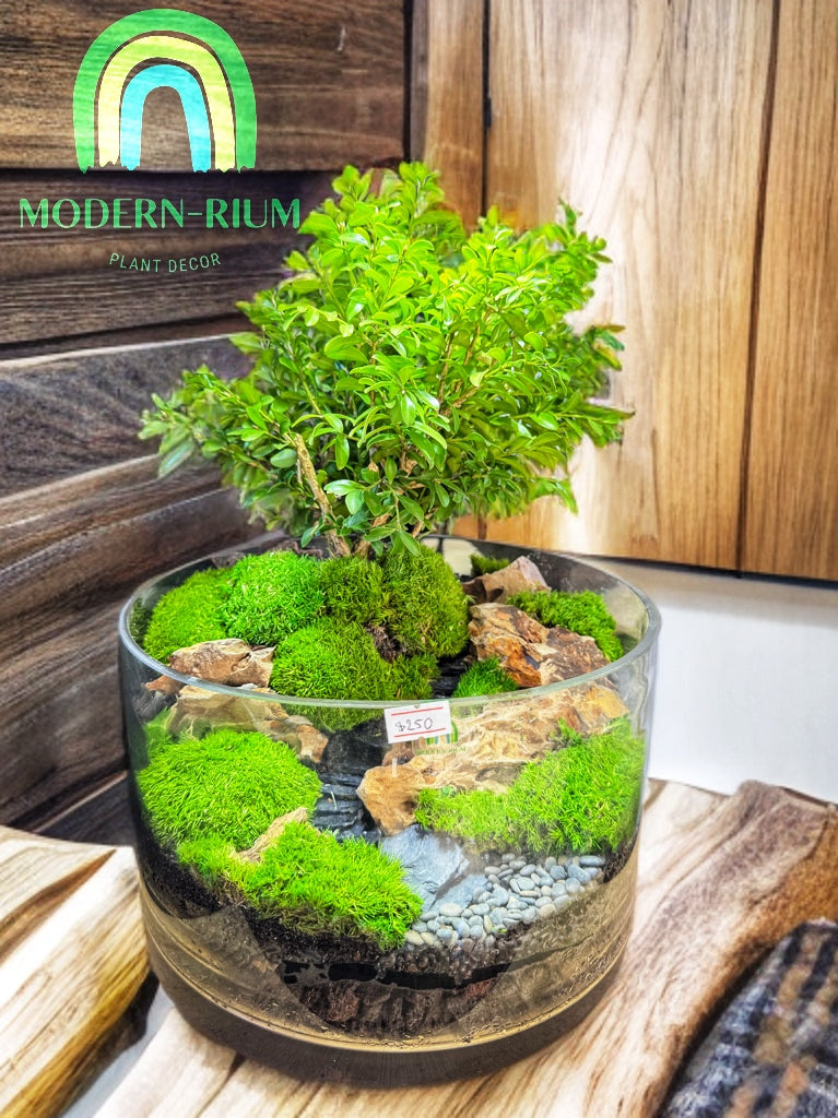 Verdant Horizon – Bonsai Forest Terrarium in Riverstone Glass