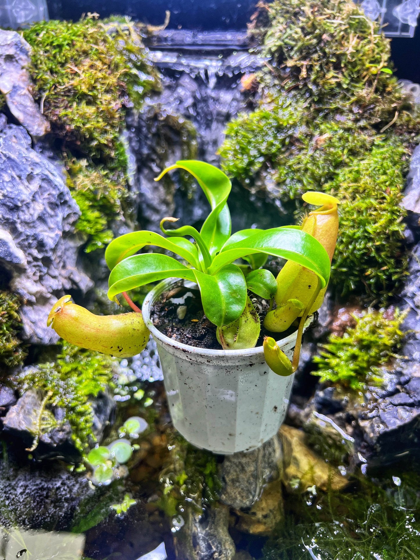 Nepenthes sp