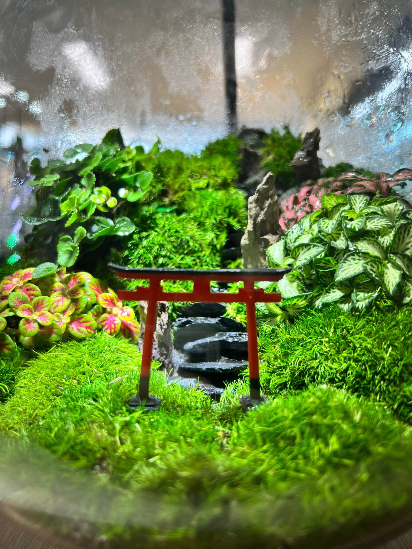 Torii gate mountain terrarium- EcoCourier series - ready made terrarium Australia wide