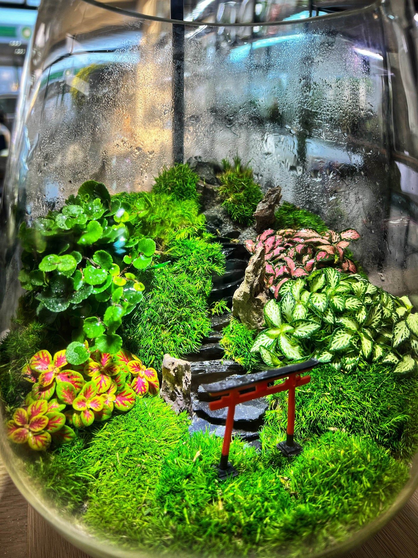 Torii gate mountain terrarium- EcoCourier series - ready made terrarium Australia wide