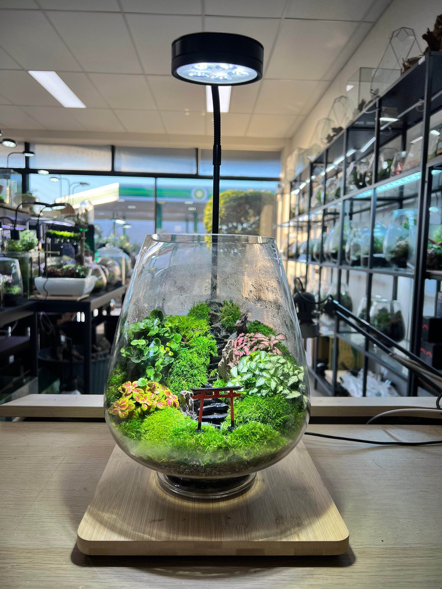 Torii gate mountain terrarium- EcoCourier series - ready made terrarium Australia wide