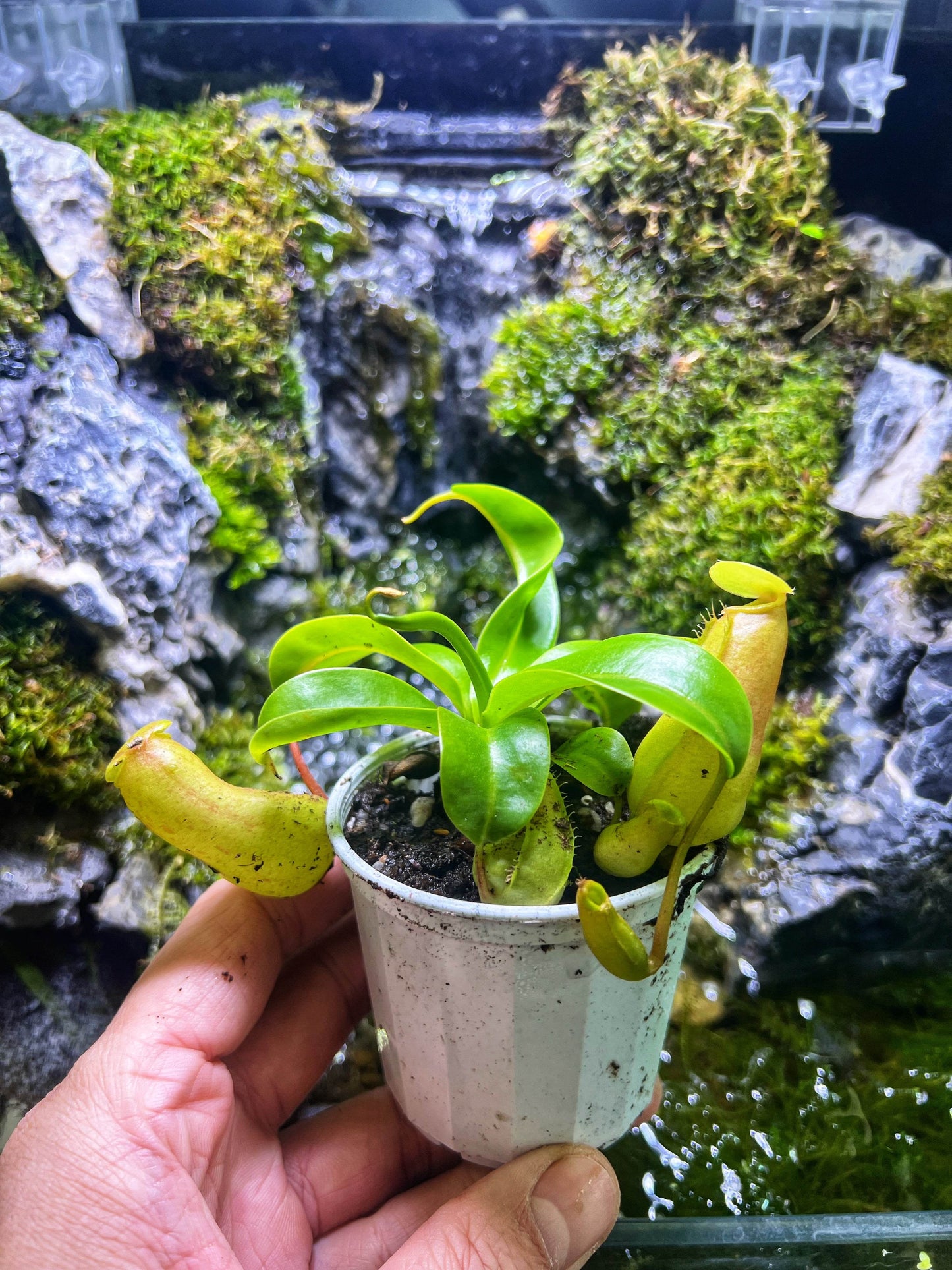 Nepenthes sp