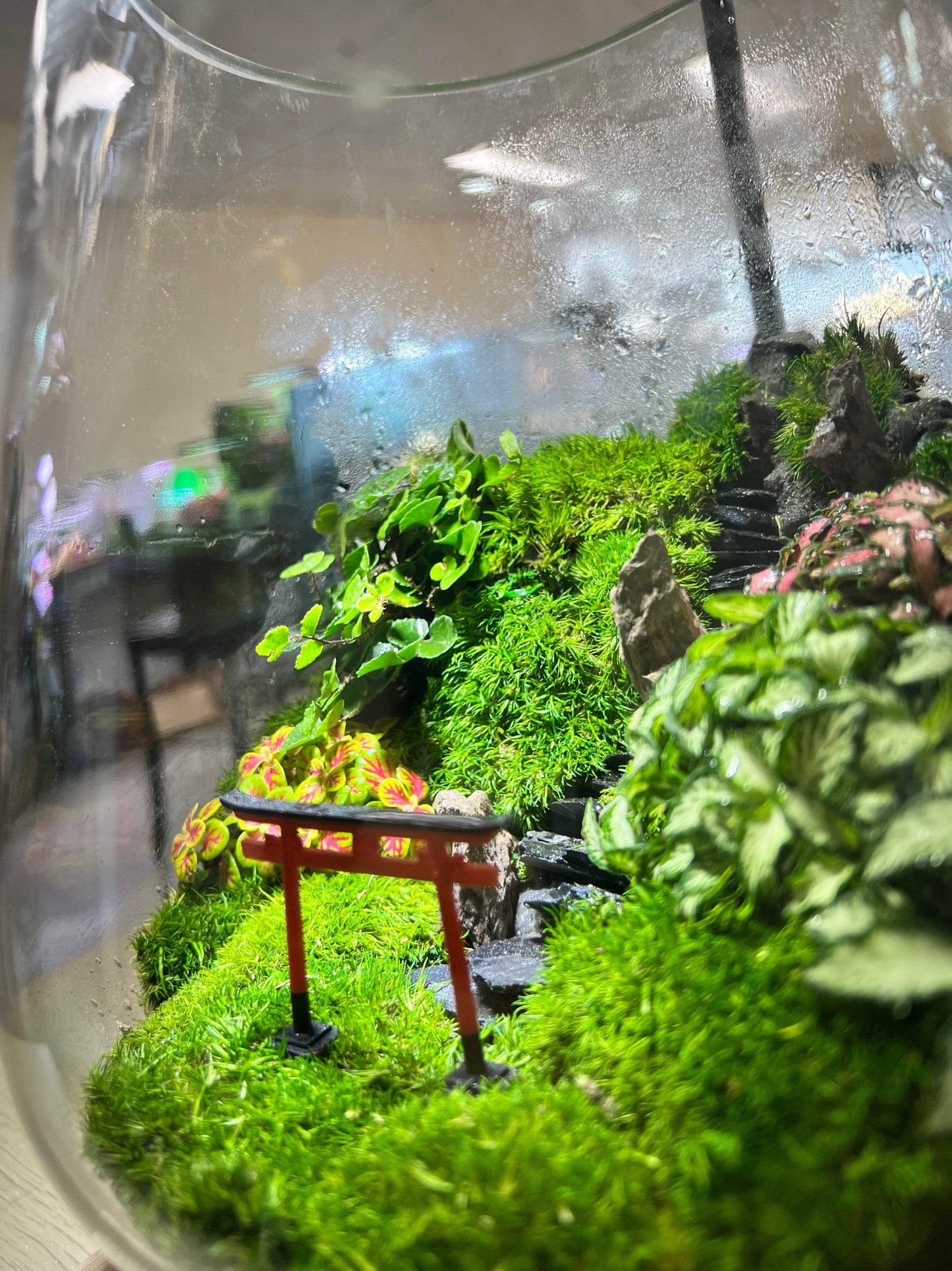 Torii gate mountain terrarium- EcoCourier series - ready made terrarium Australia wide