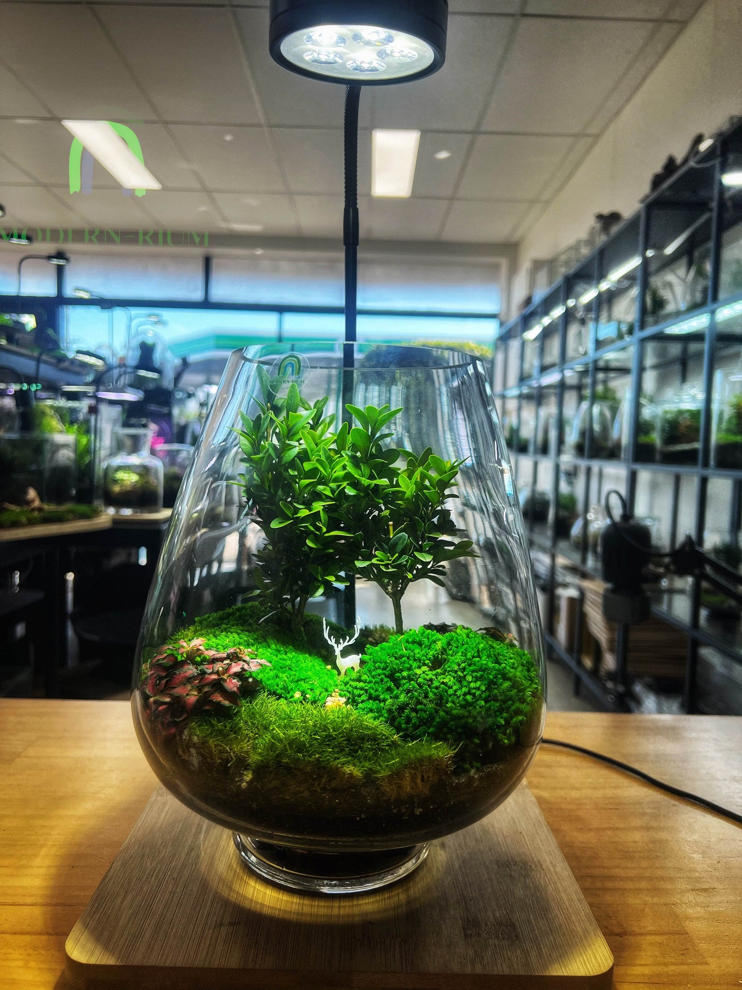 “Expecto Patronum” - EcoCourier Series - ready made terrarium Australia wide