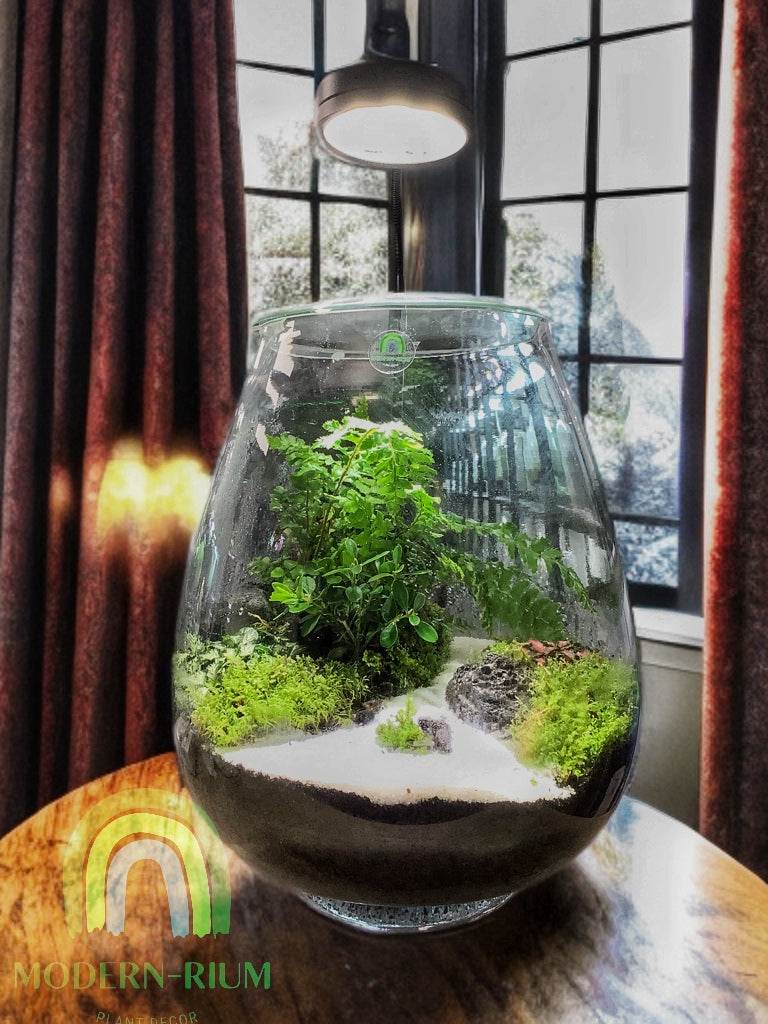 Whispering Grove – Elegant Terrarium with White Sand Path and Lush Green Canopy
