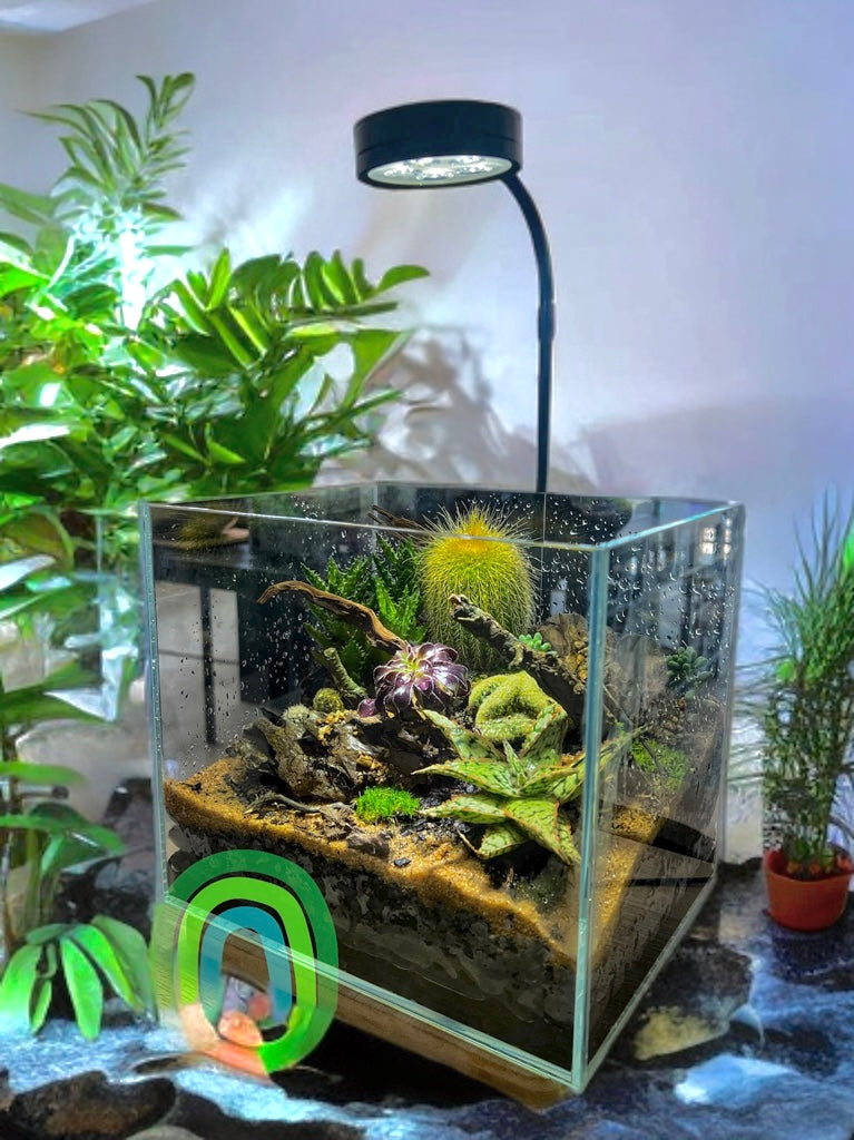 Mesa Mirage – Succulent Canyon Terrarium in Glass Cube