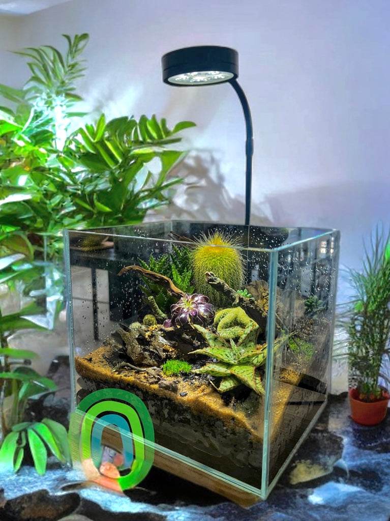 Mesa Mirage – Succulent Canyon Terrarium in Glass Cube