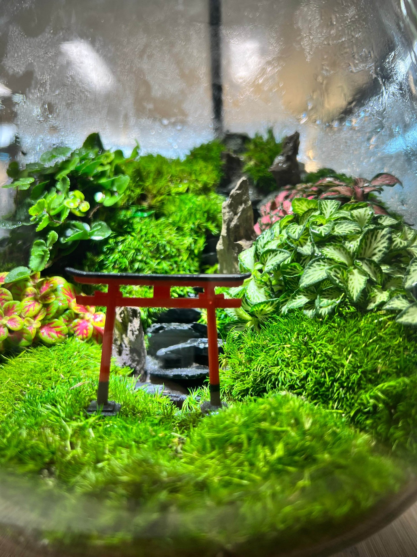 Torii gate mountain terrarium- EcoCourier series - ready made terrarium Australia wide