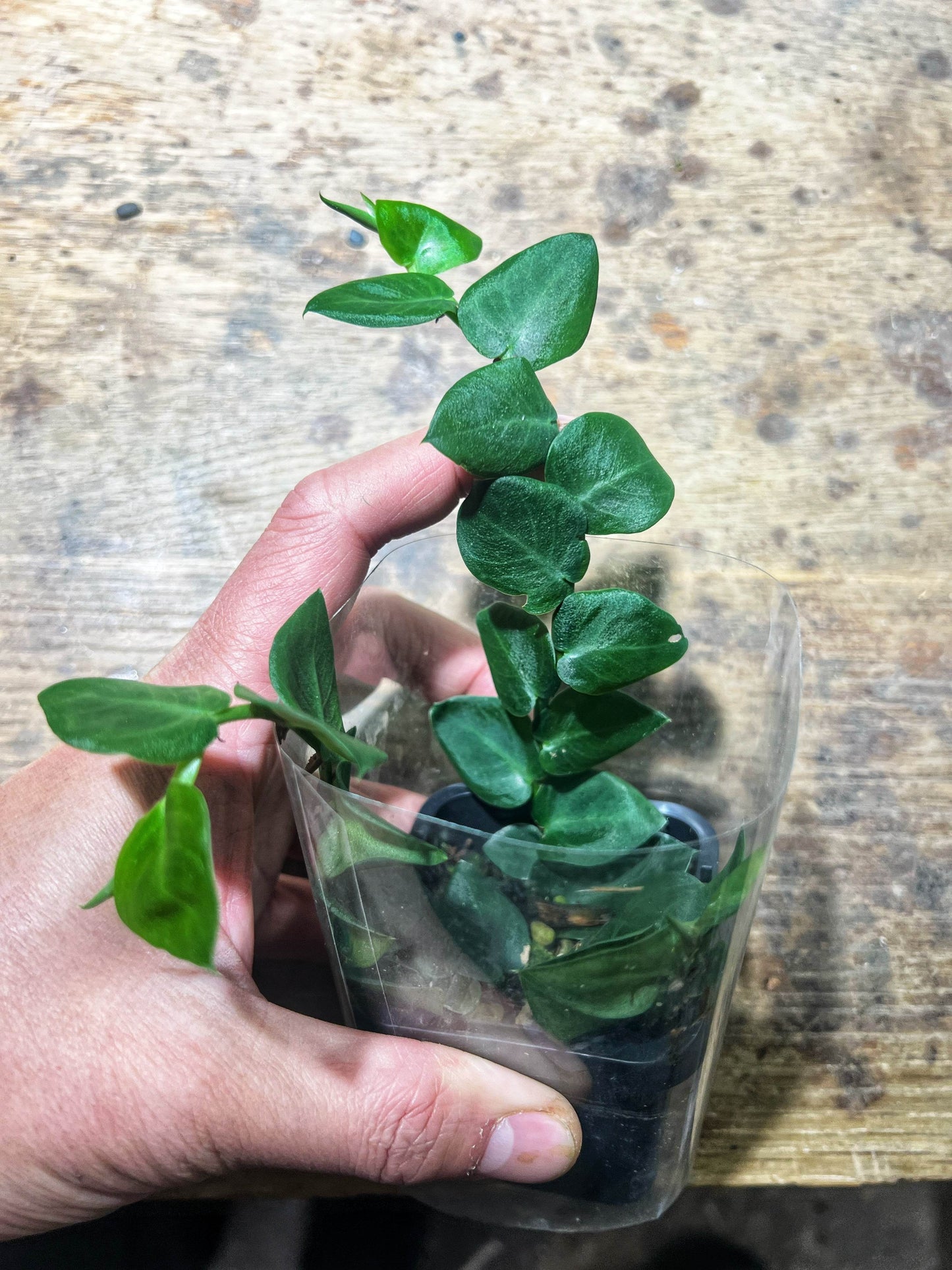 Rhaphidophora Hayi - Shingle plant