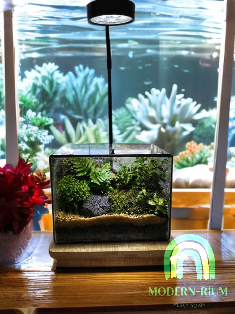 DIY Terrarium Kit 20x15x15cm