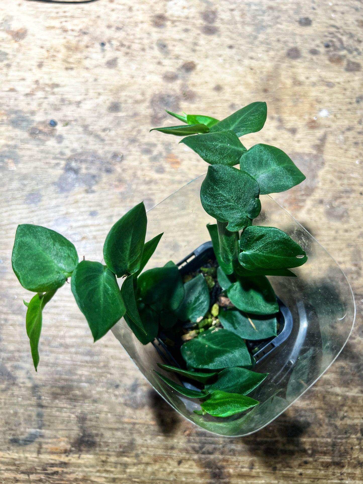 Rhaphidophora Hayi - Shingle plant