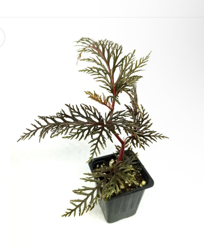 Begonia bipinnatifida