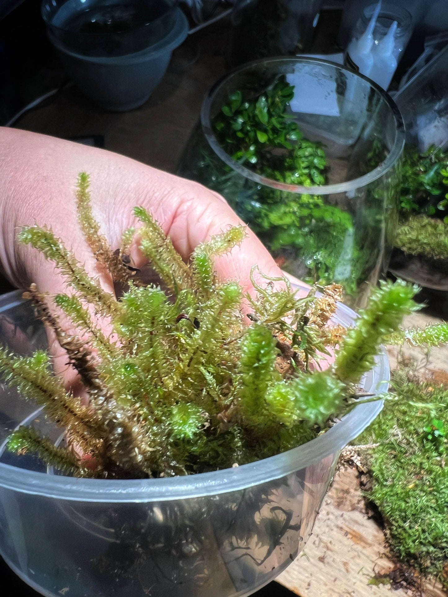 Pipe Cleaner Moss
Ptychomnion aciculare