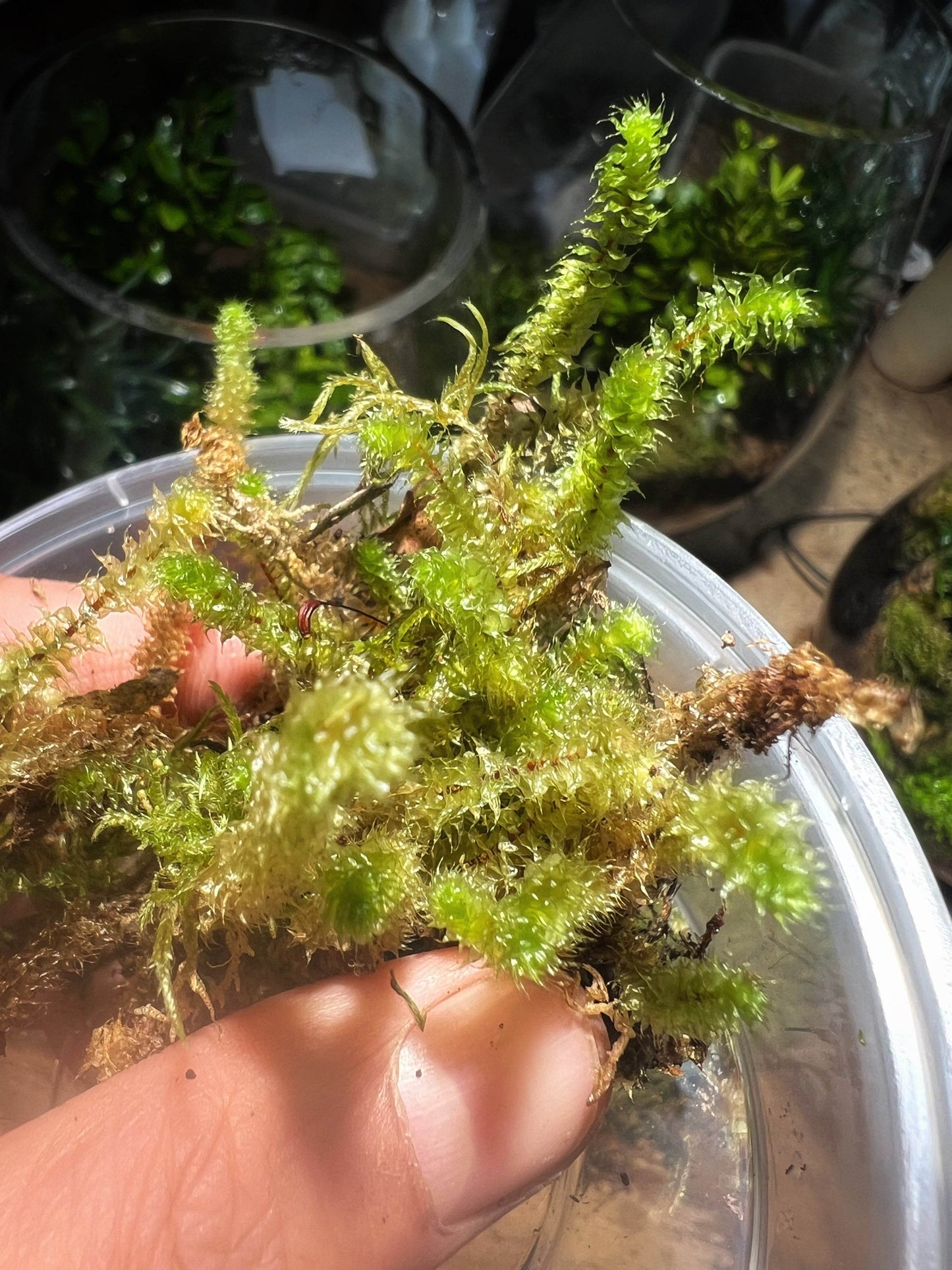 Pipe Cleaner Moss
Ptychomnion aciculare
