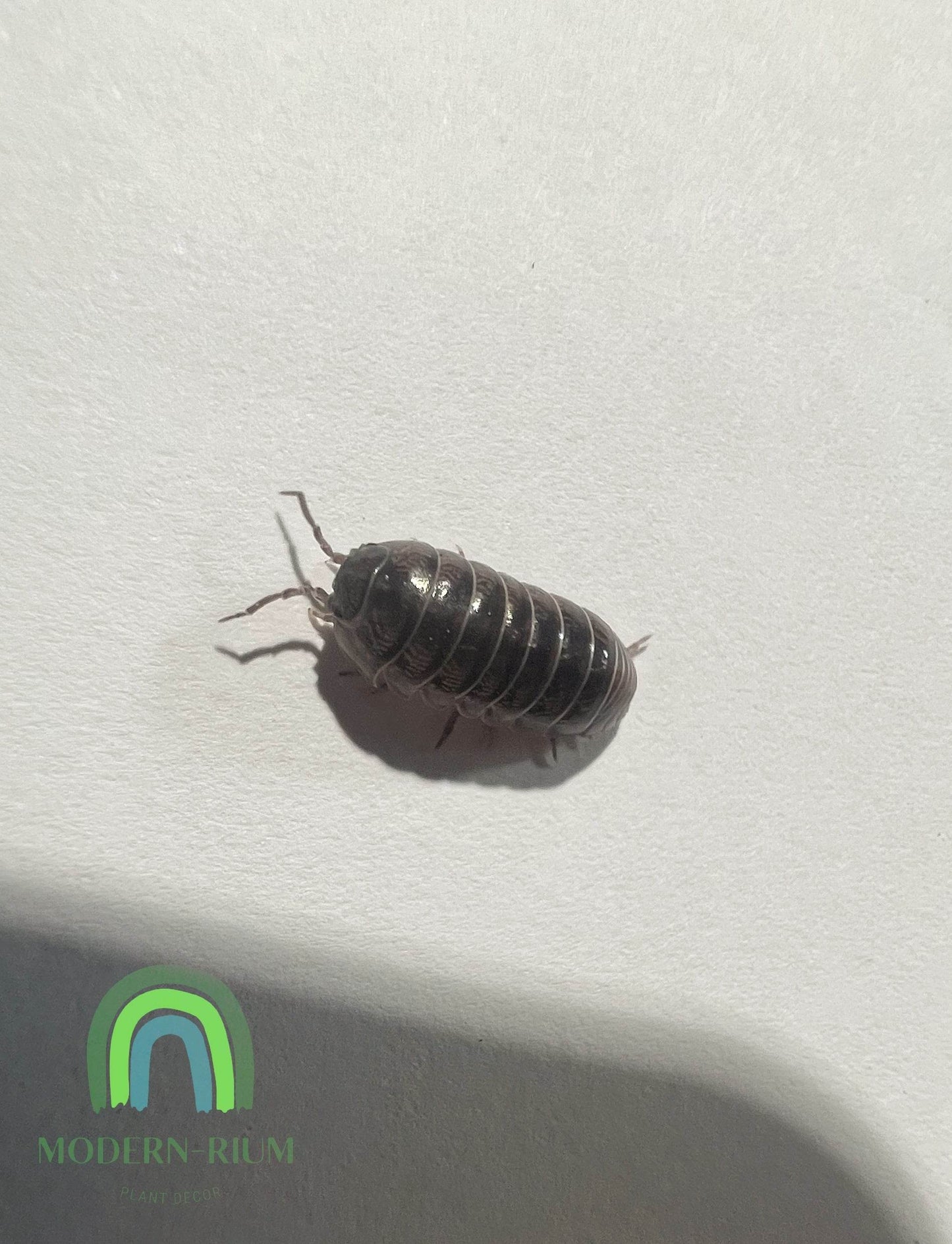 Isopod Clean up Crew for Terrarium/ Vivarium/ Bio Active