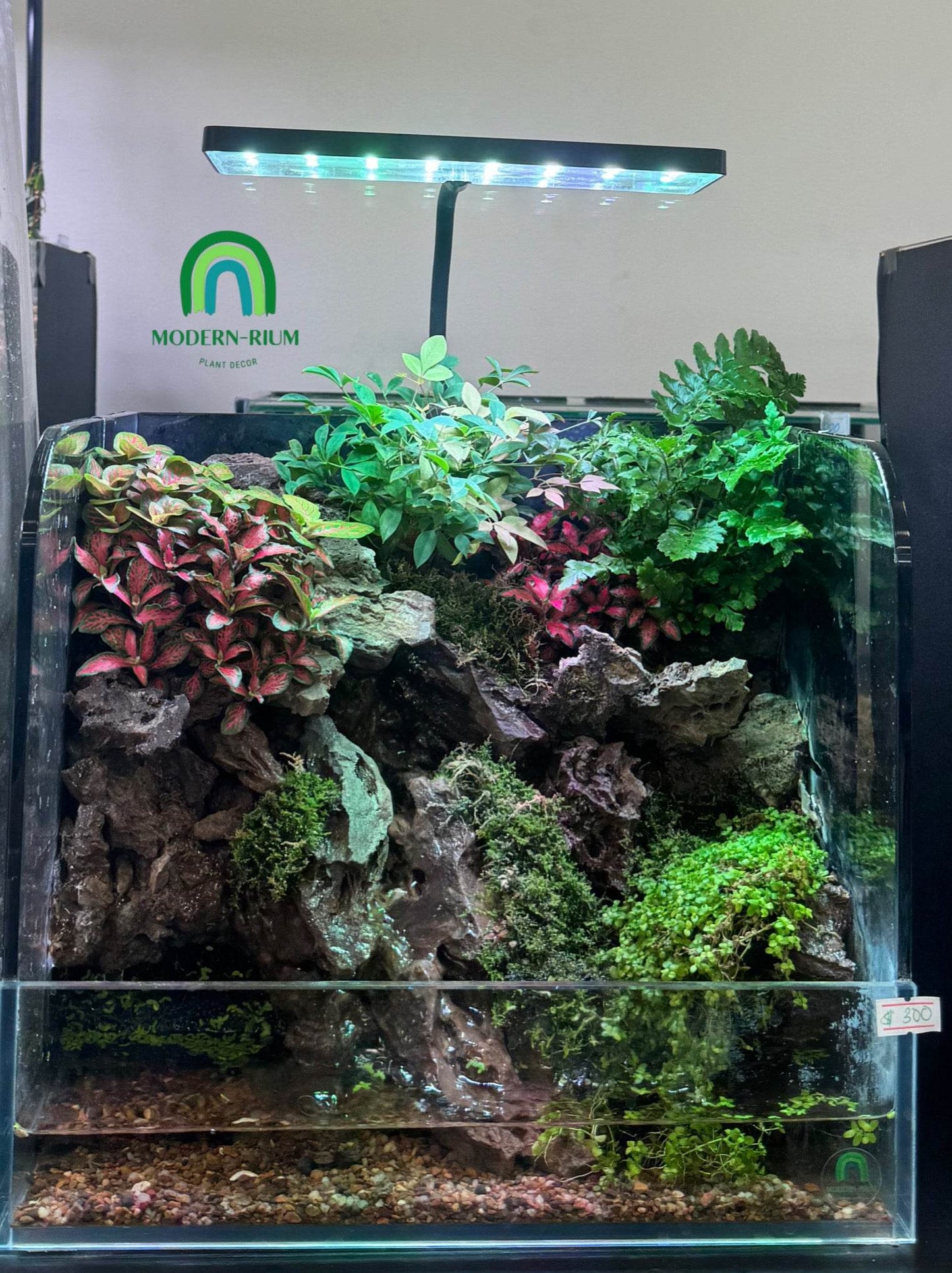 “Emerald Cliffside” Aquarium