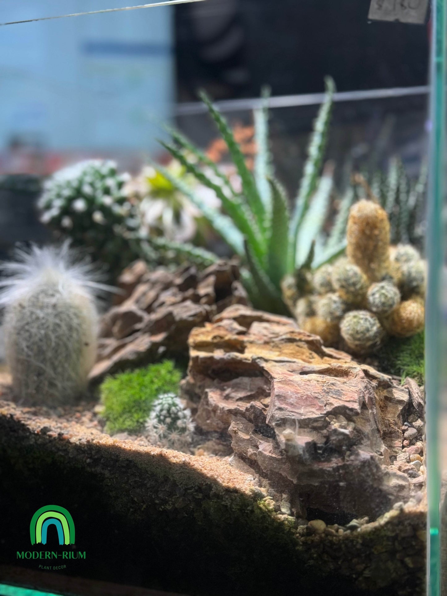 “Dessert Oasis” Terrarium