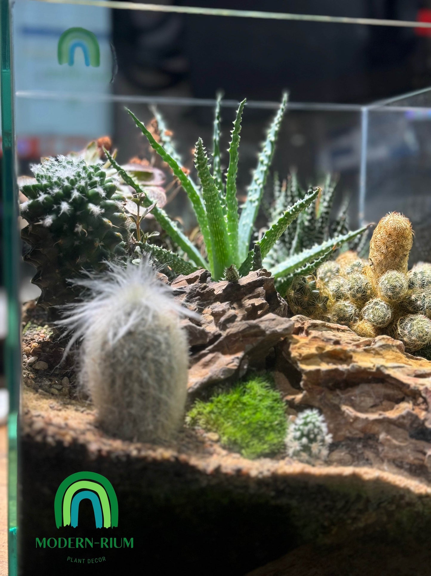 “Dessert Oasis” Terrarium