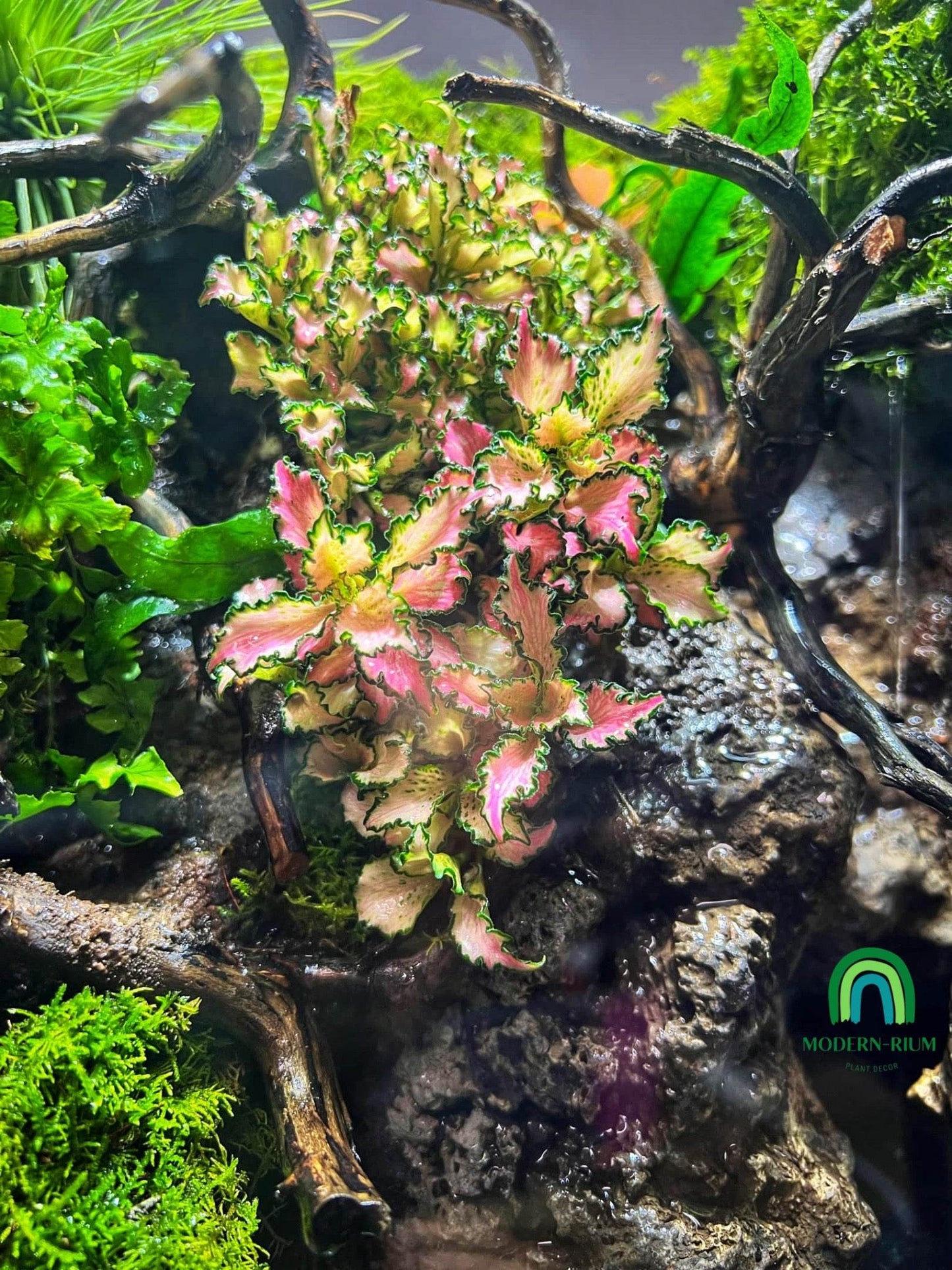 “Emerald Ravine” Terrarium
