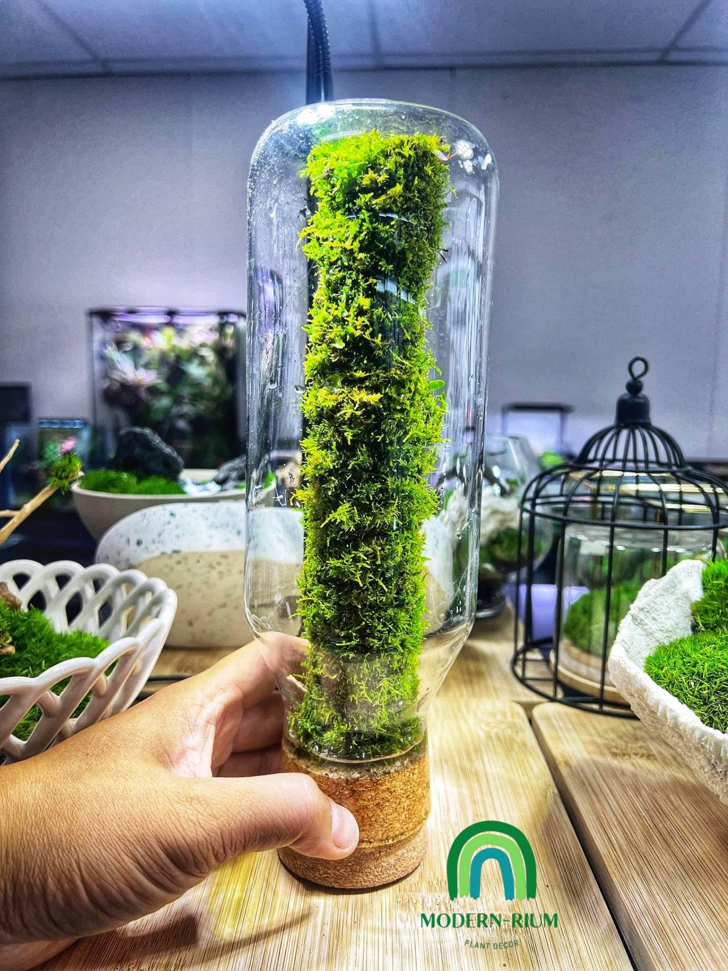 “Moss Capsule” 28cm tall terrarium