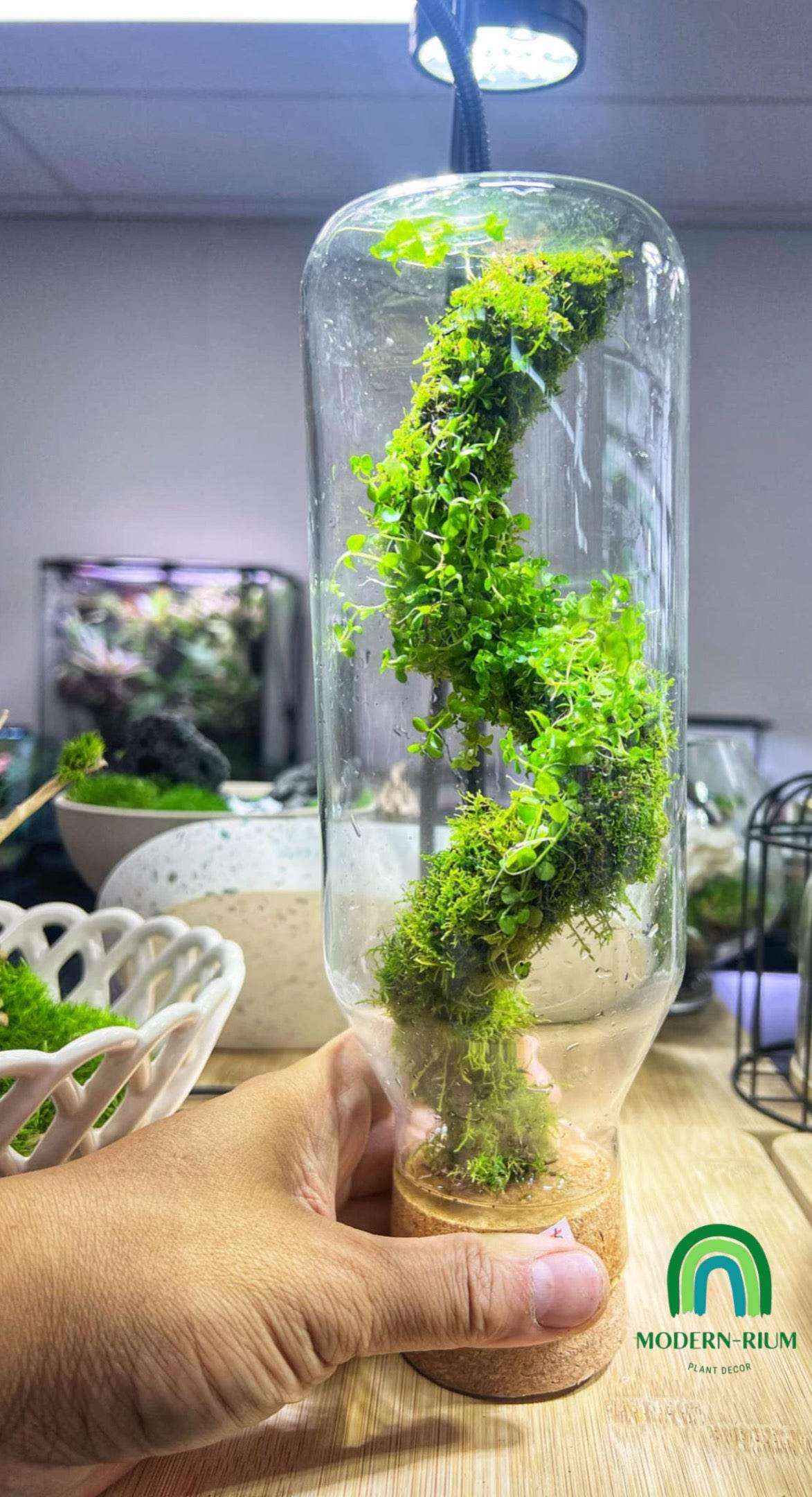 Verdant Helix EcoBottle