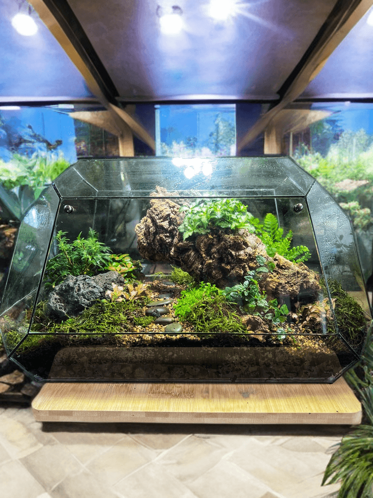 forest terrarium plants “Enchanted Forestscape” Terrarium