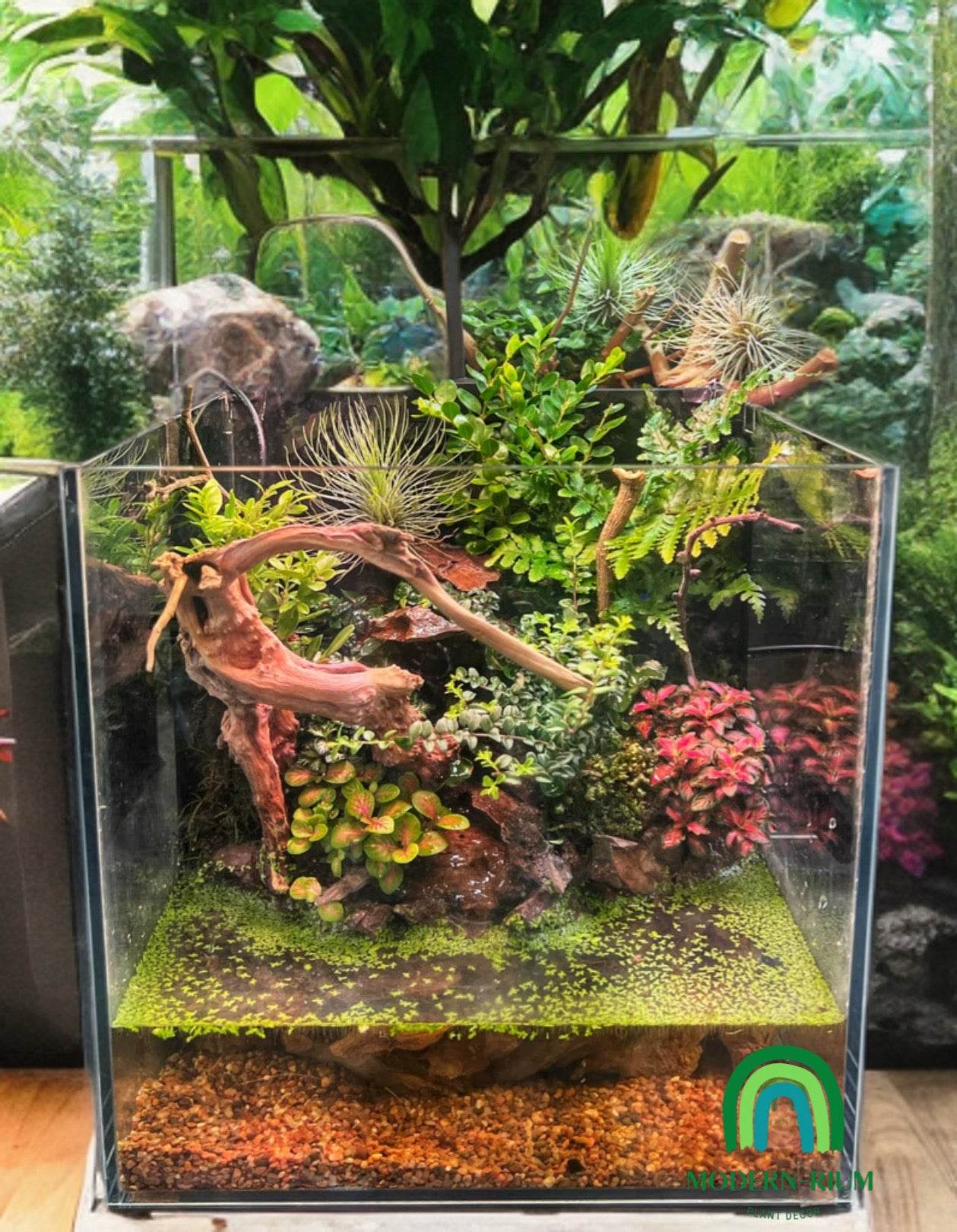 “Eden Falls” paludarium