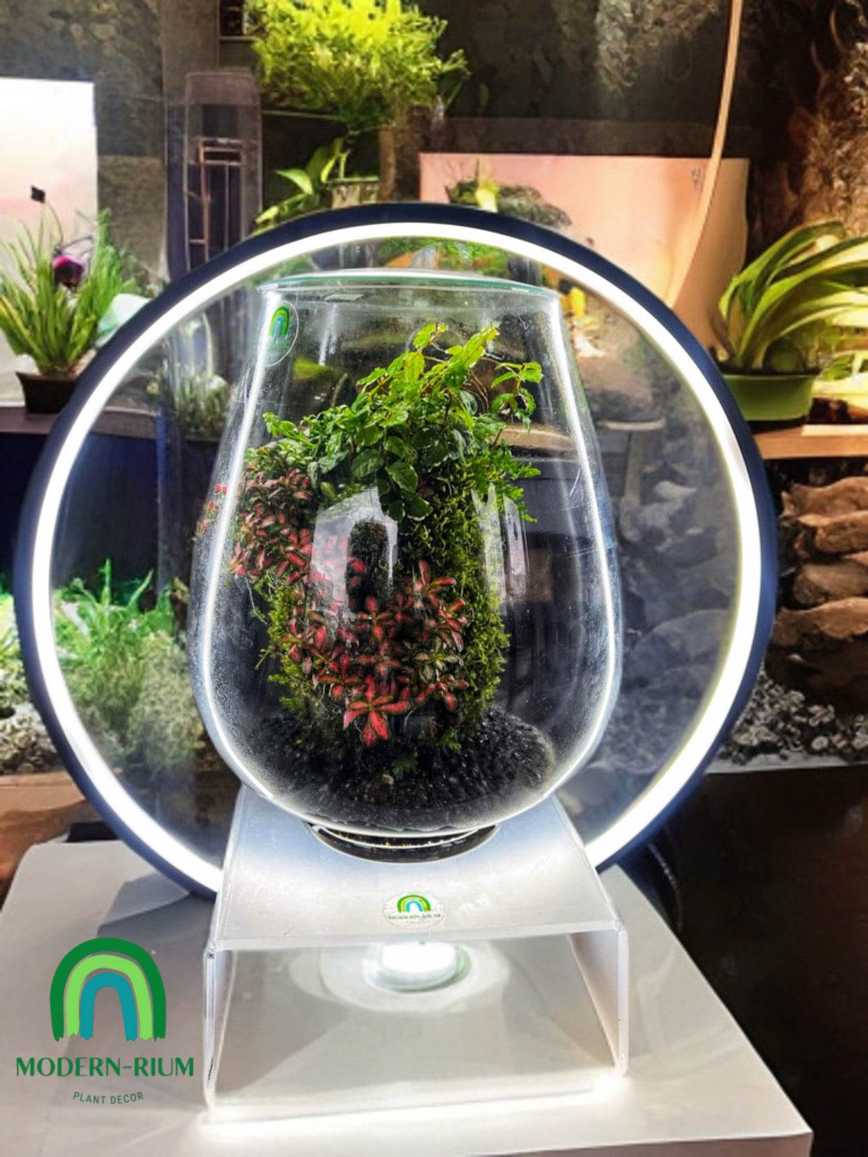 “Ecosphere” Terrarium