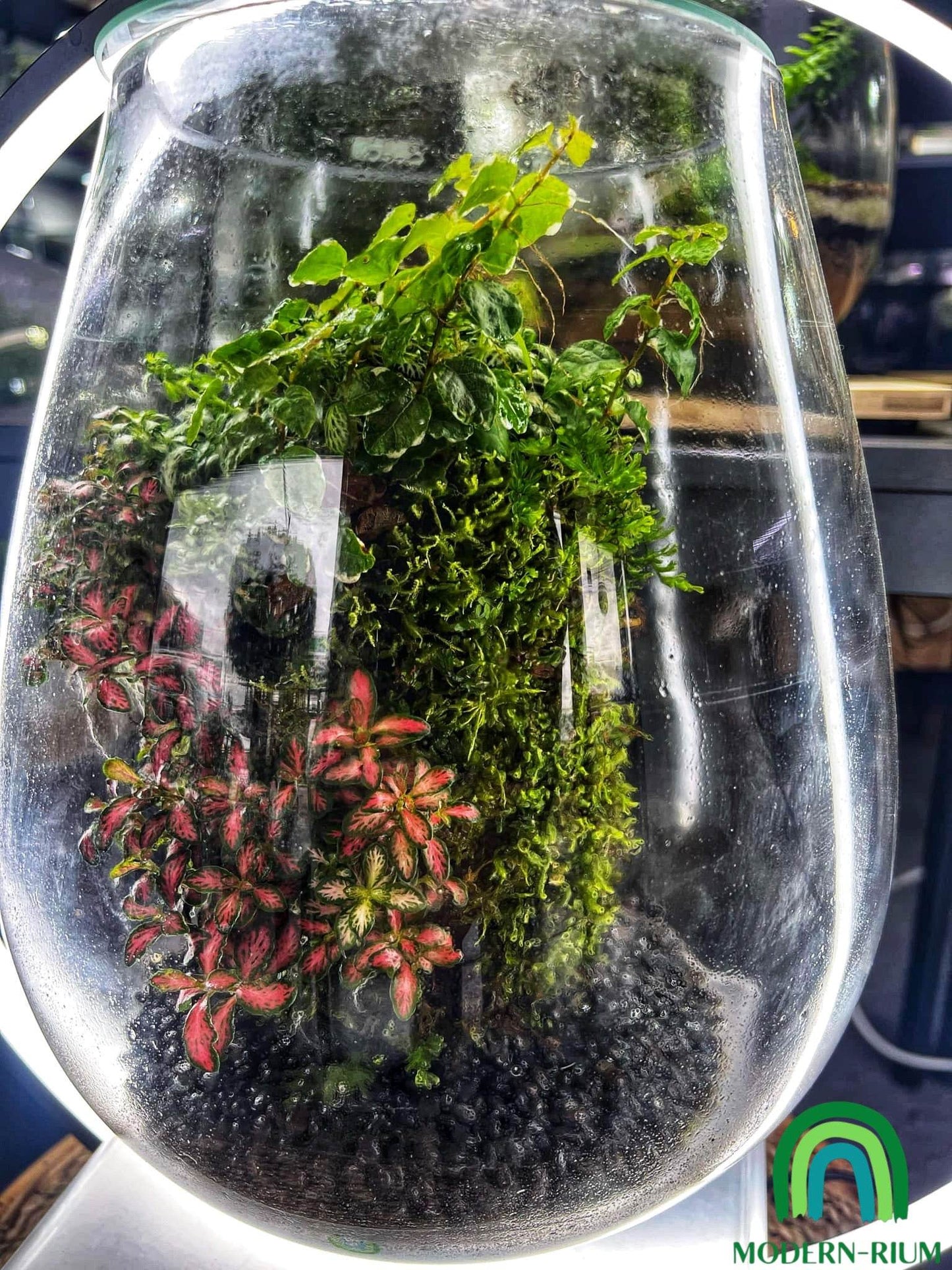 “Ecosphere” Terrarium