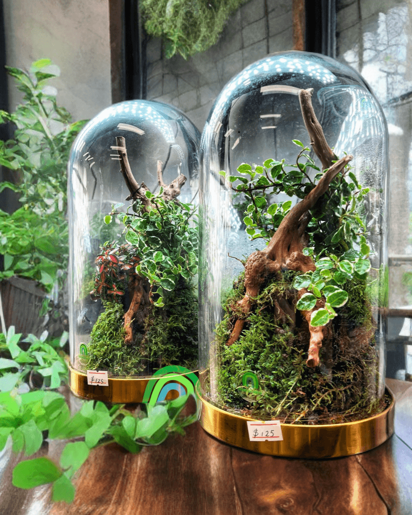 “Enchanted Woodland Dome” terrarium