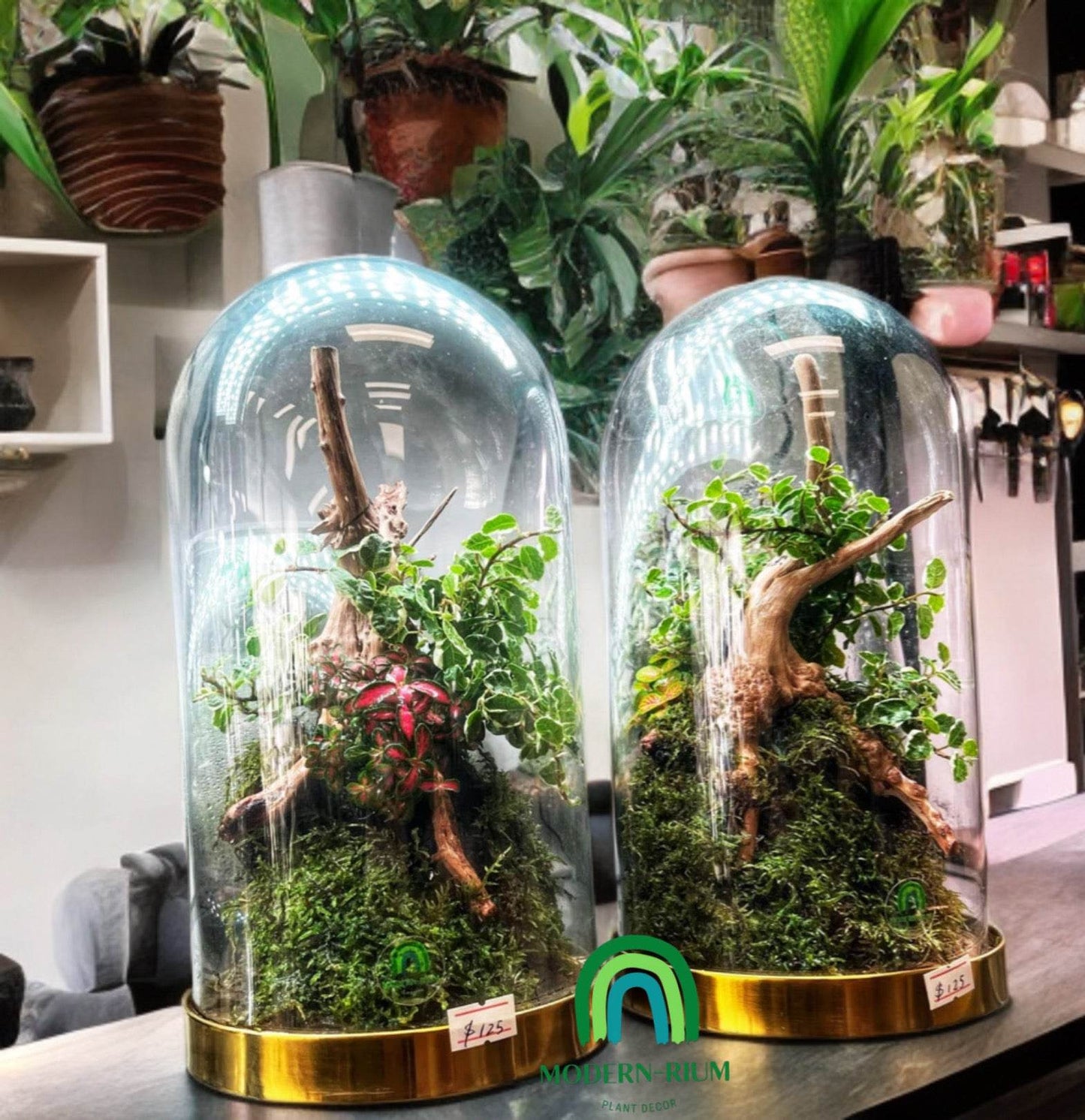 “Enchanted Woodland Dome” terrarium