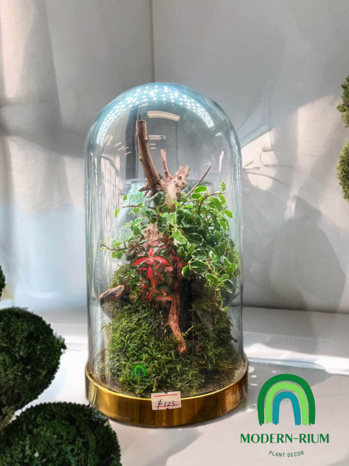 “Enchanted Woodland Dome” terrarium