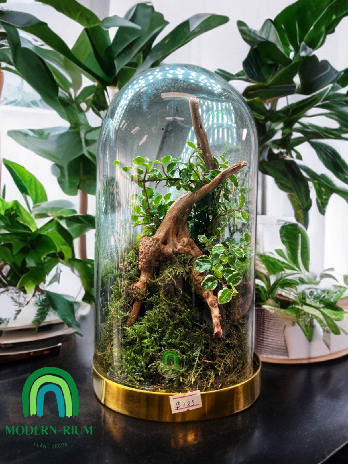 “Enchanted Woodland Dome” terrarium