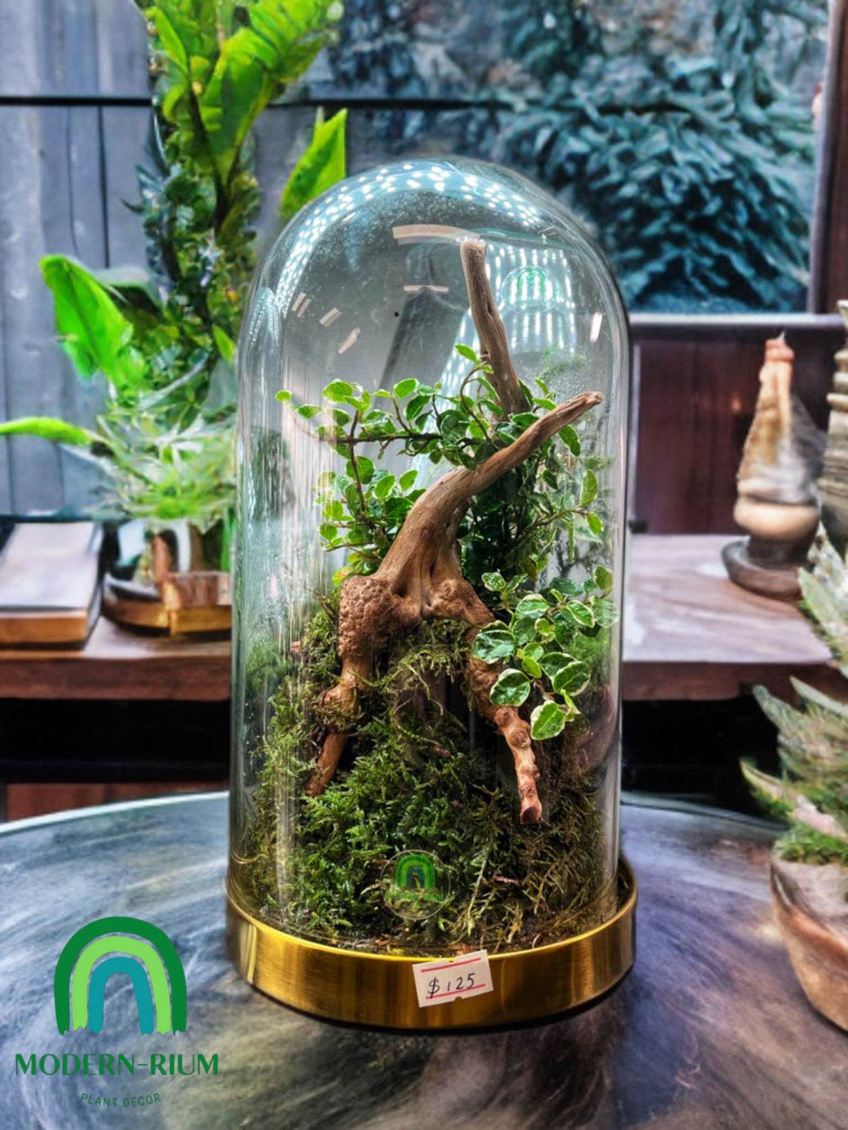 “Enchanted Woodland Dome” terrarium