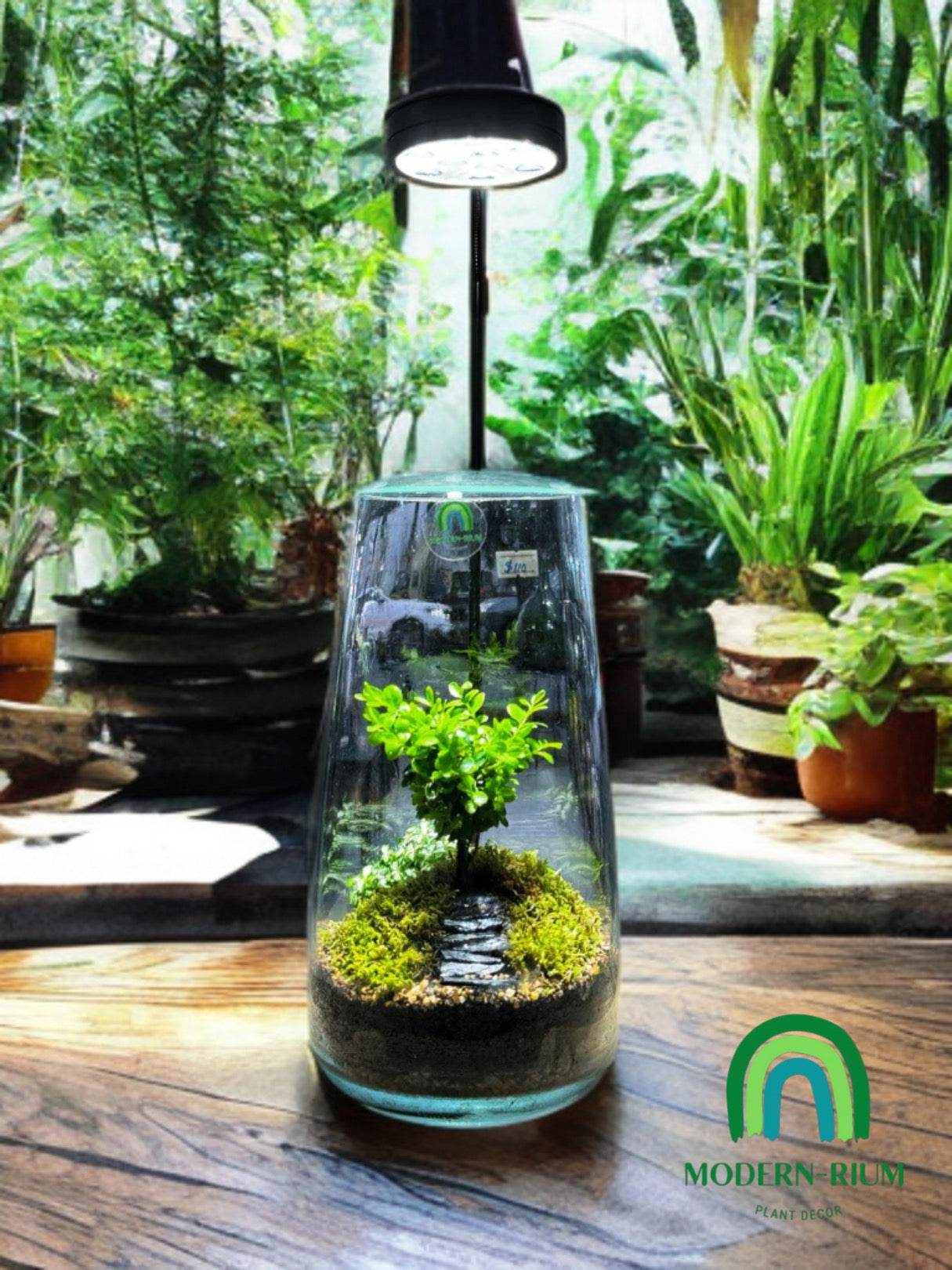 Pathway to Serenity – A Miniature Forestscape