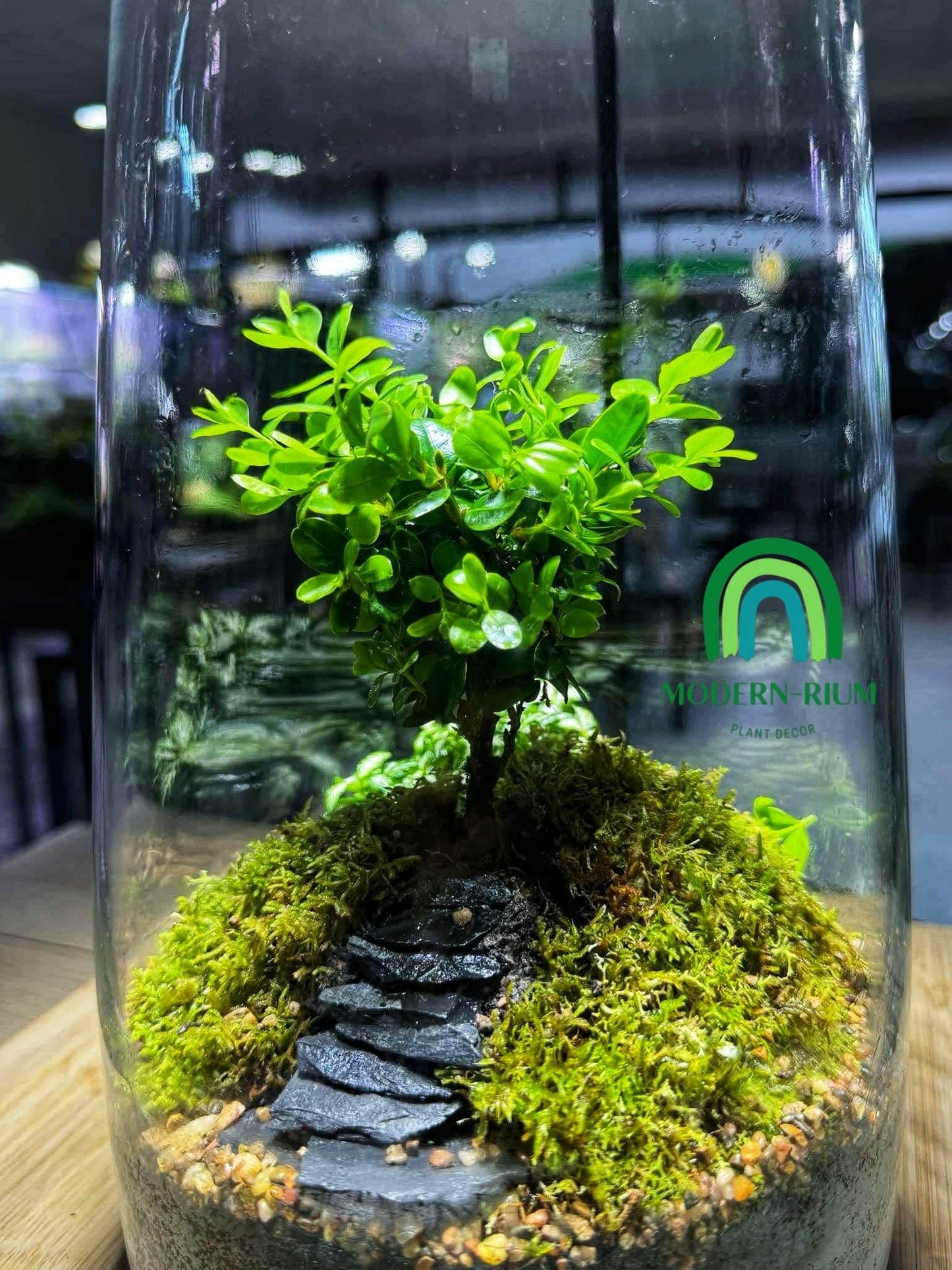Pathway to Serenity – A Miniature Forestscape