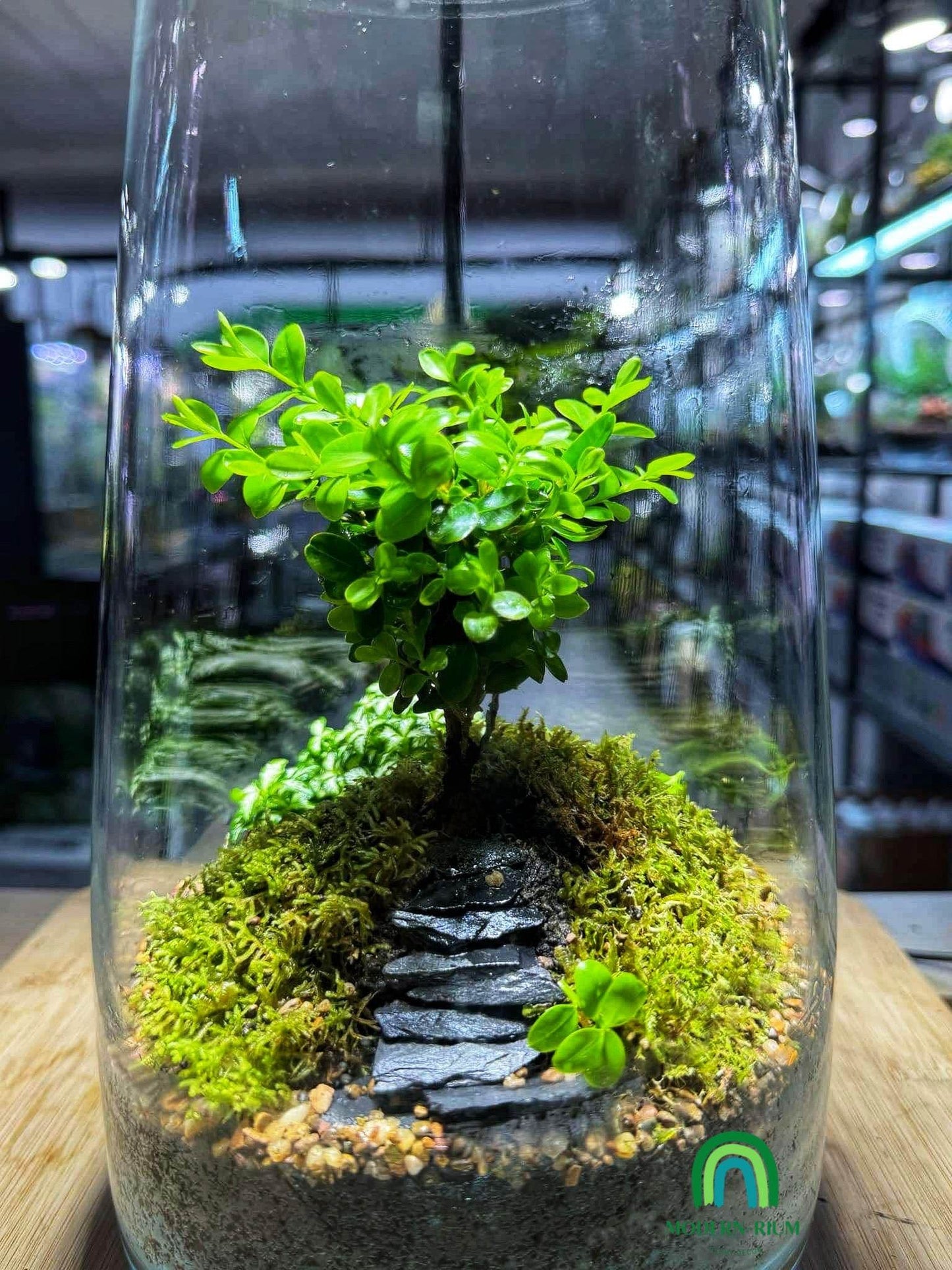 Pathway to Serenity – A Miniature Forestscape
