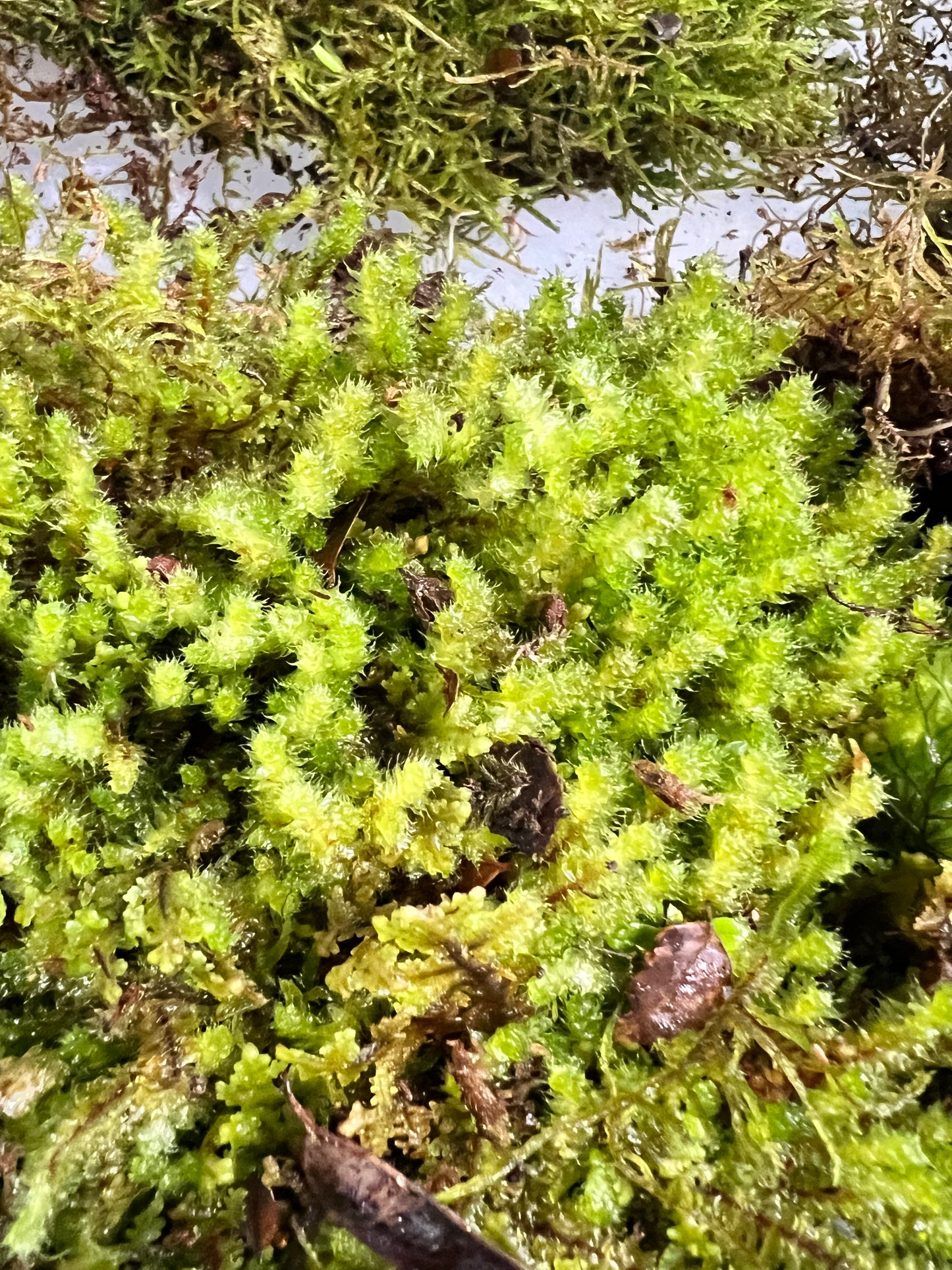 Pipe Cleaner Moss
Ptychomnion aciculare